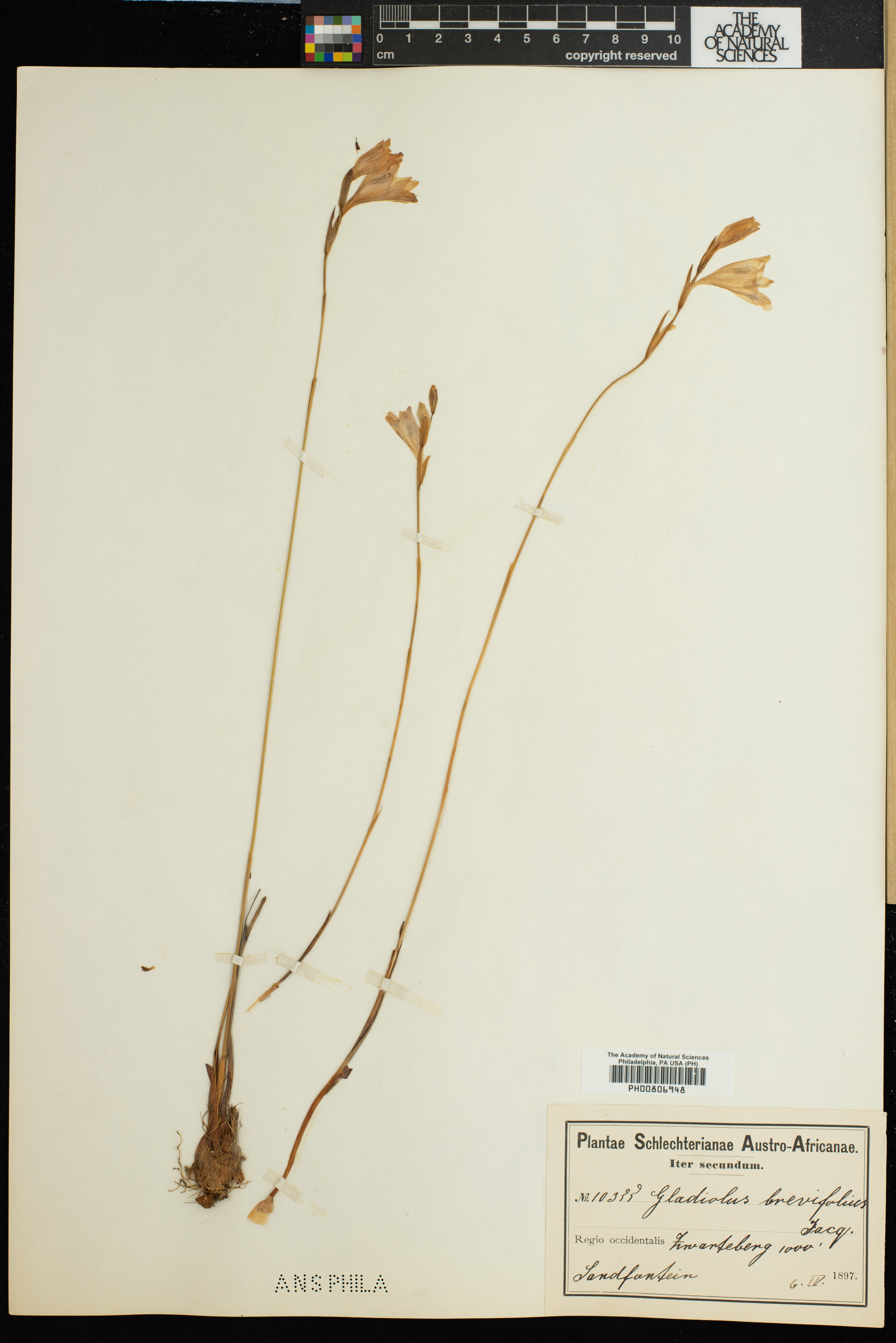 Gladiolus brevifolius image