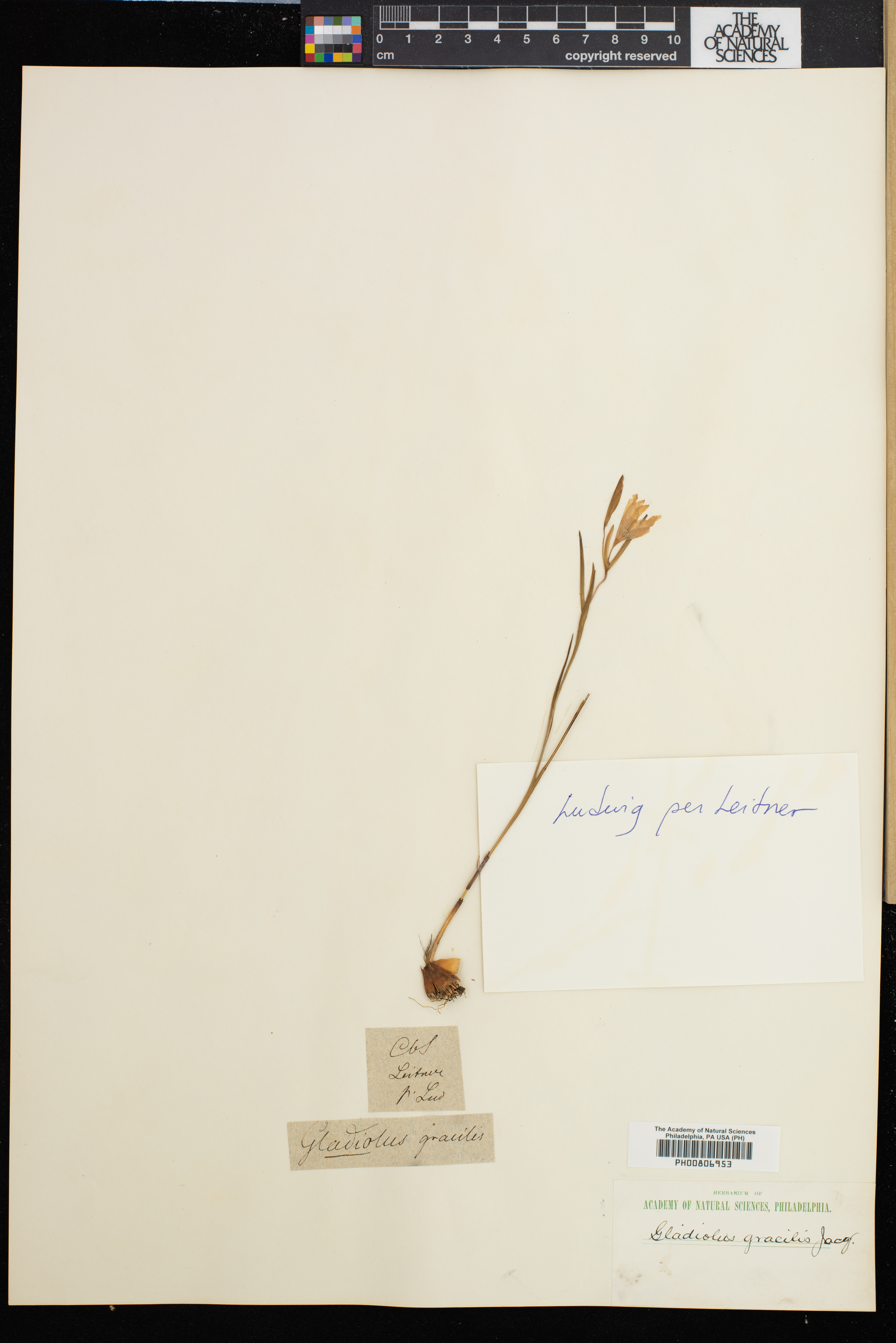 Gladiolus gracilis image