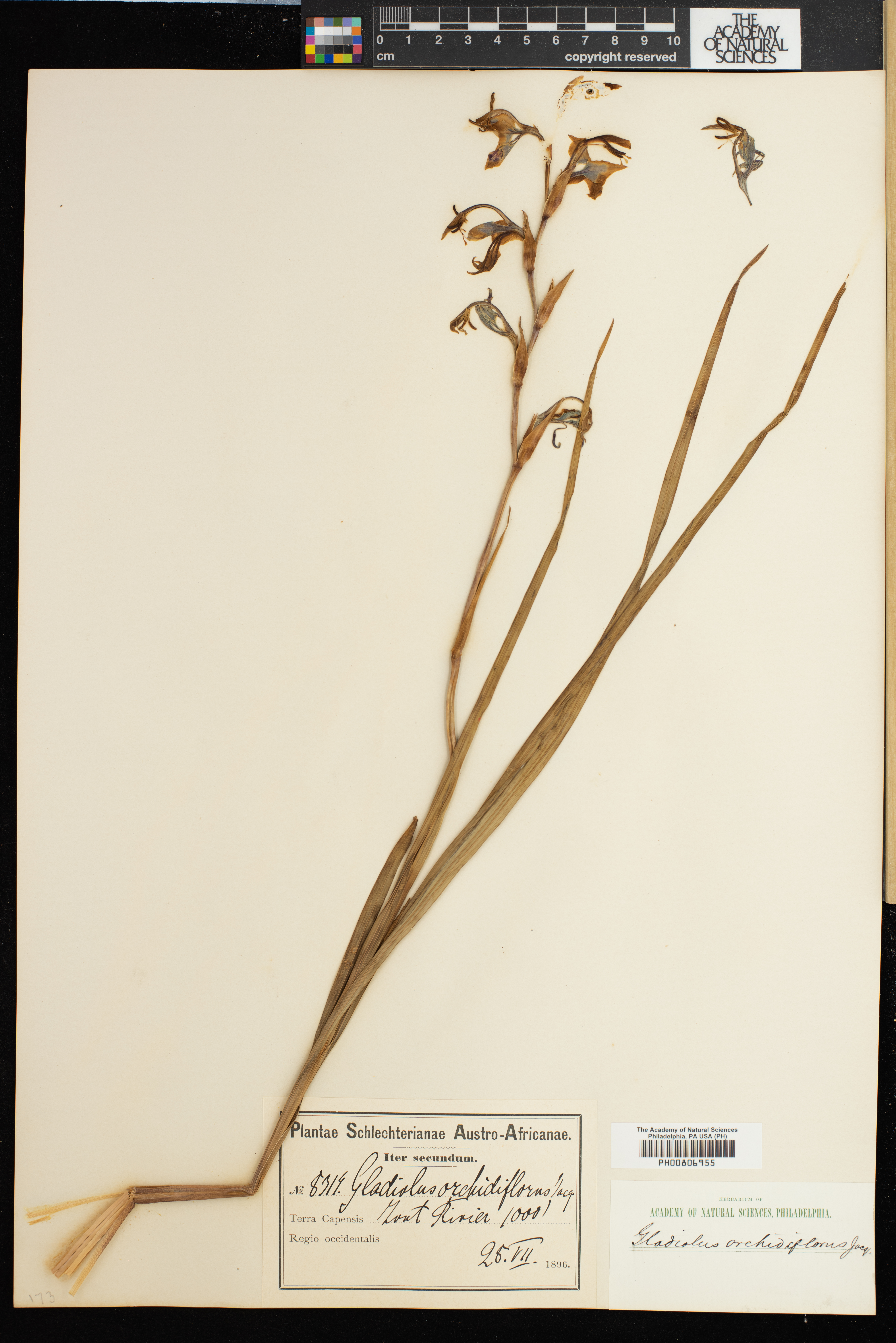 Gladiolus orchidiflorus image