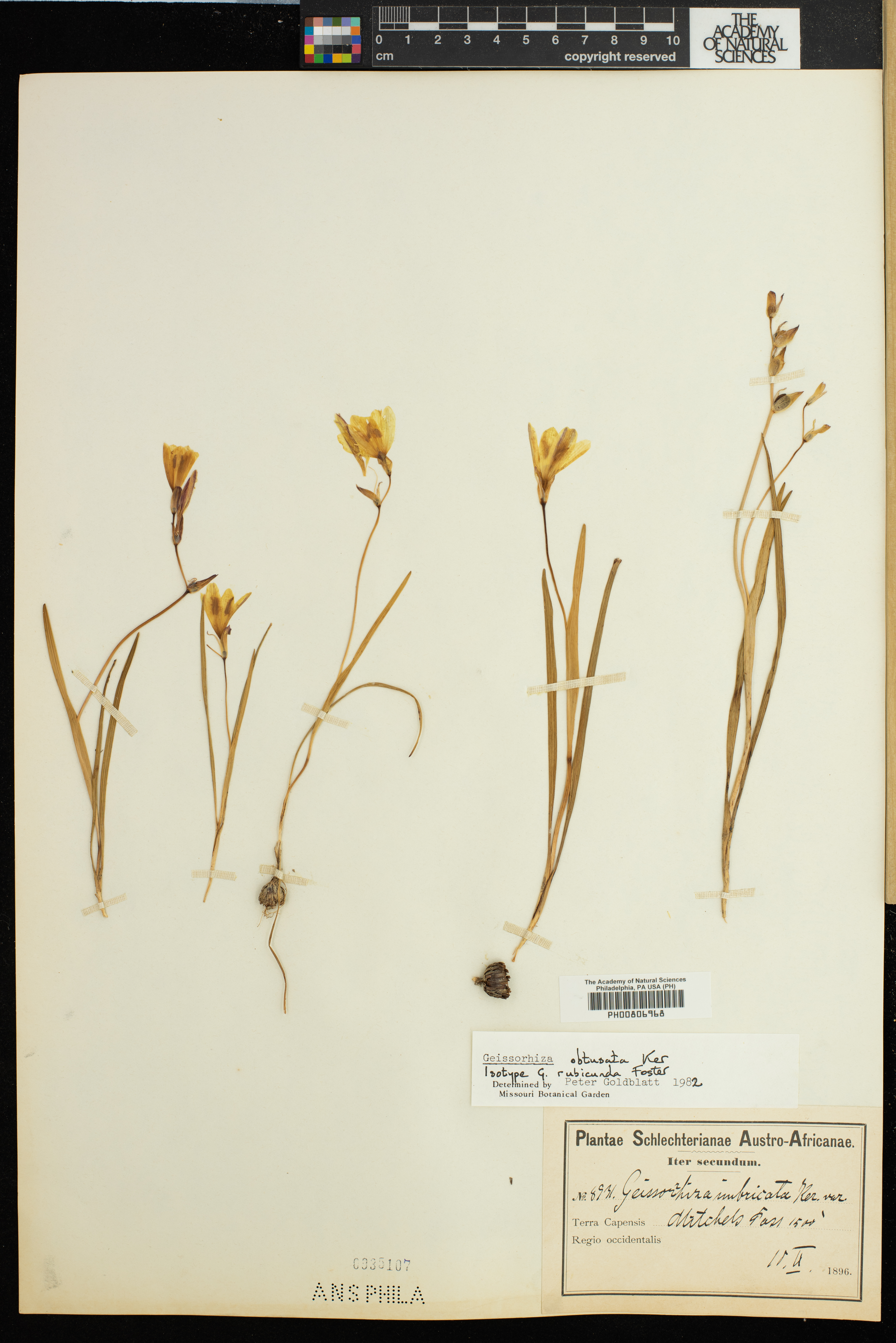 Geissorhiza imbricata subsp. bicolor image