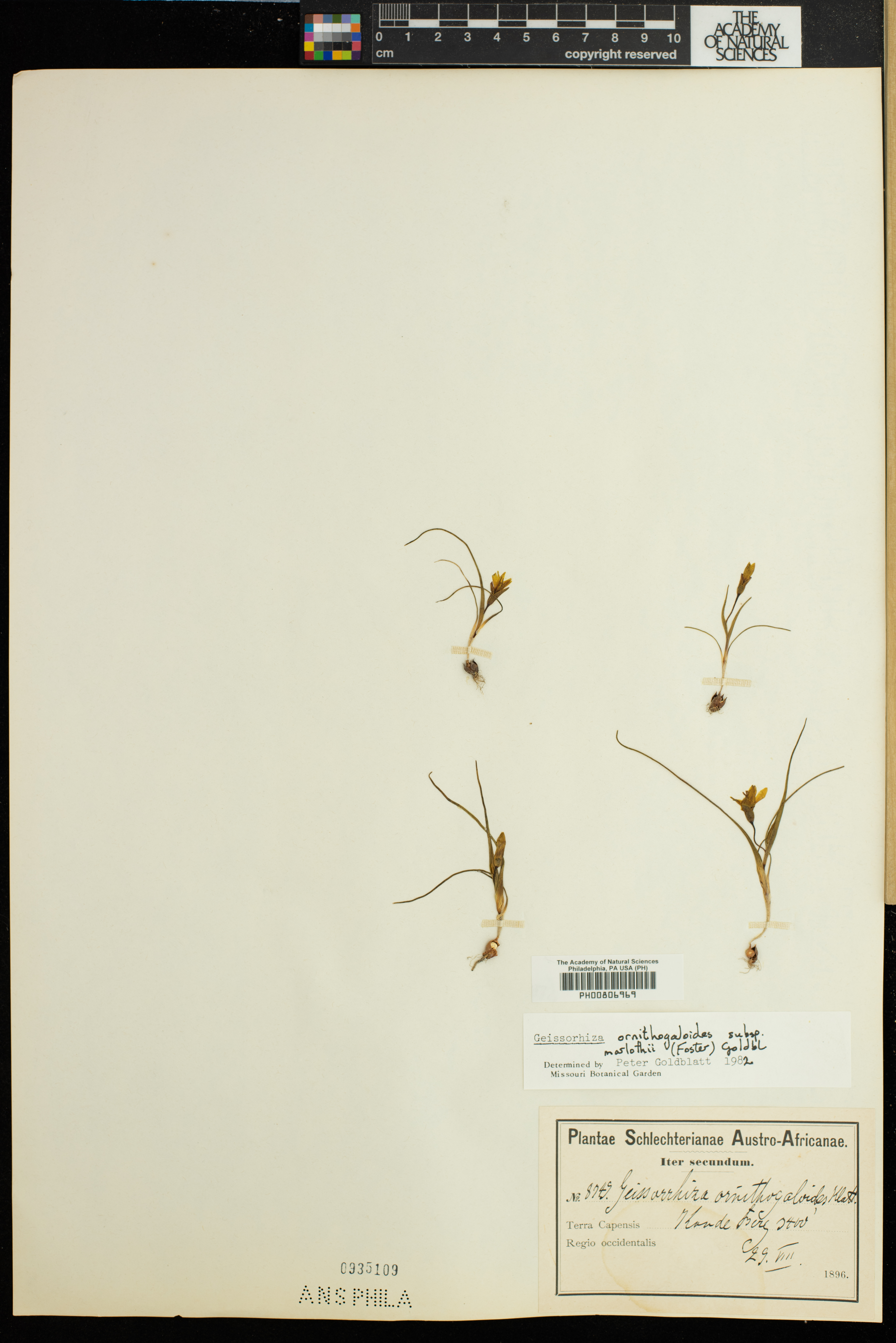 Geissorhiza ornithogaloides subsp. ornithogaloides image