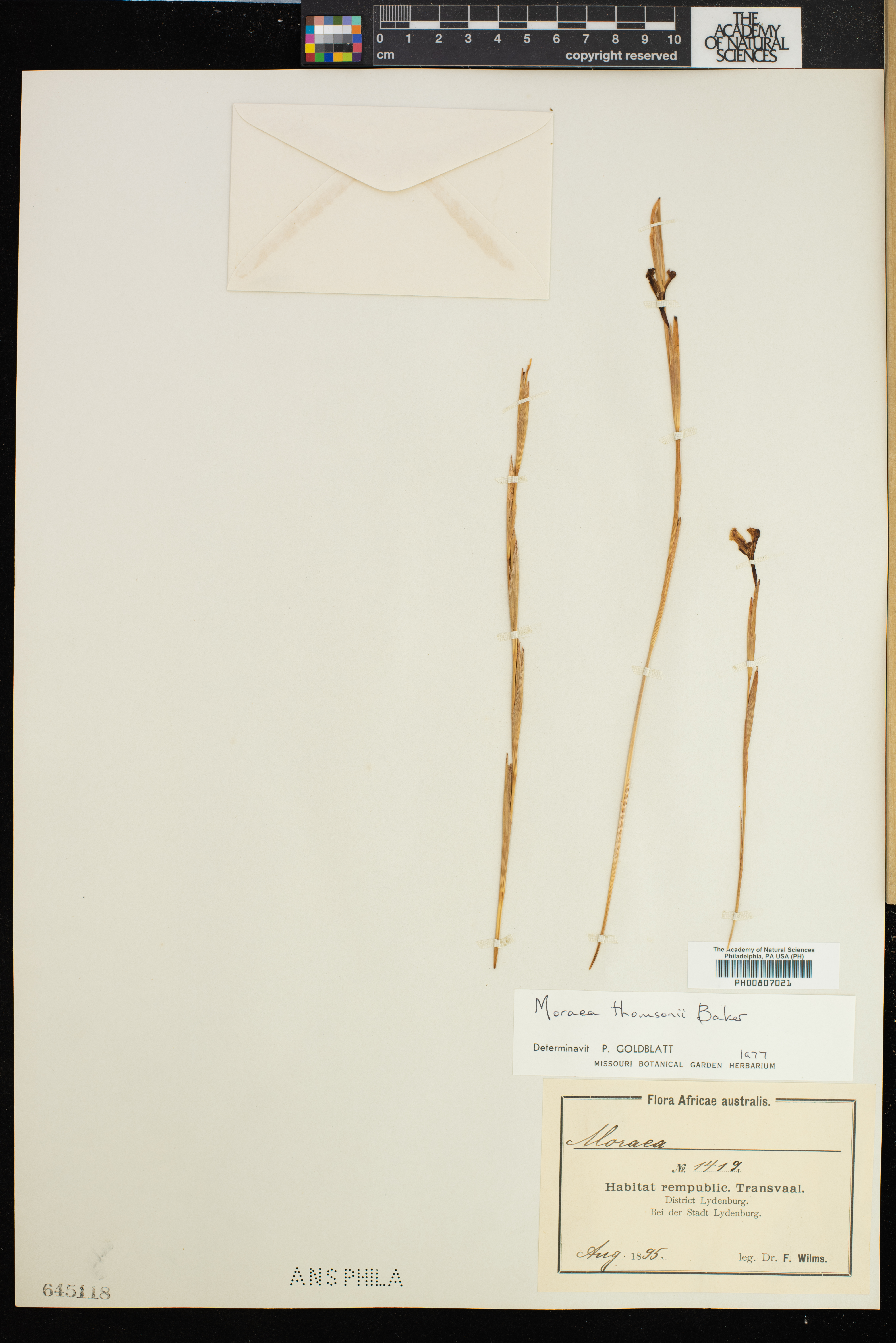 Moraea thomsonii image
