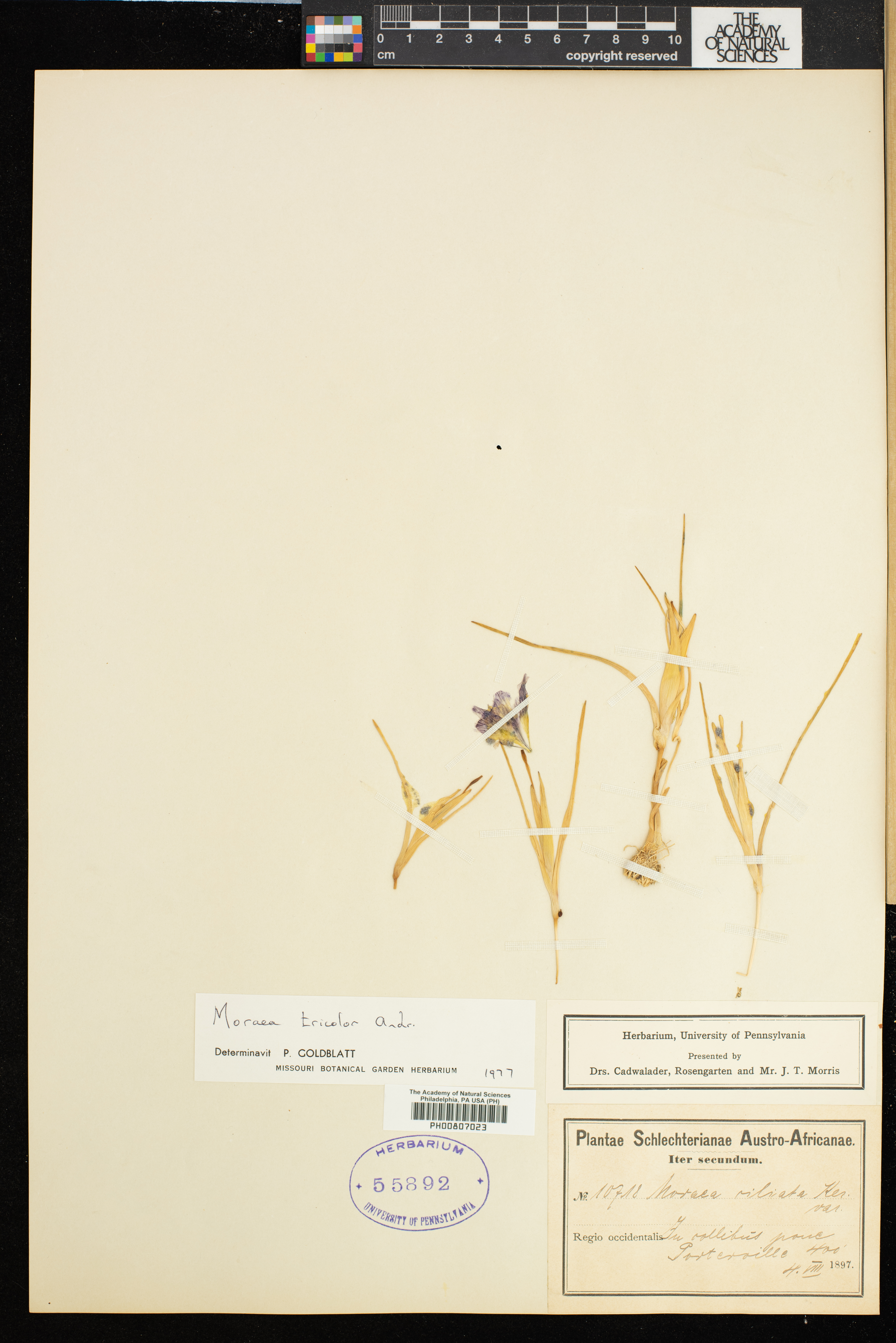 Moraea tricolor image