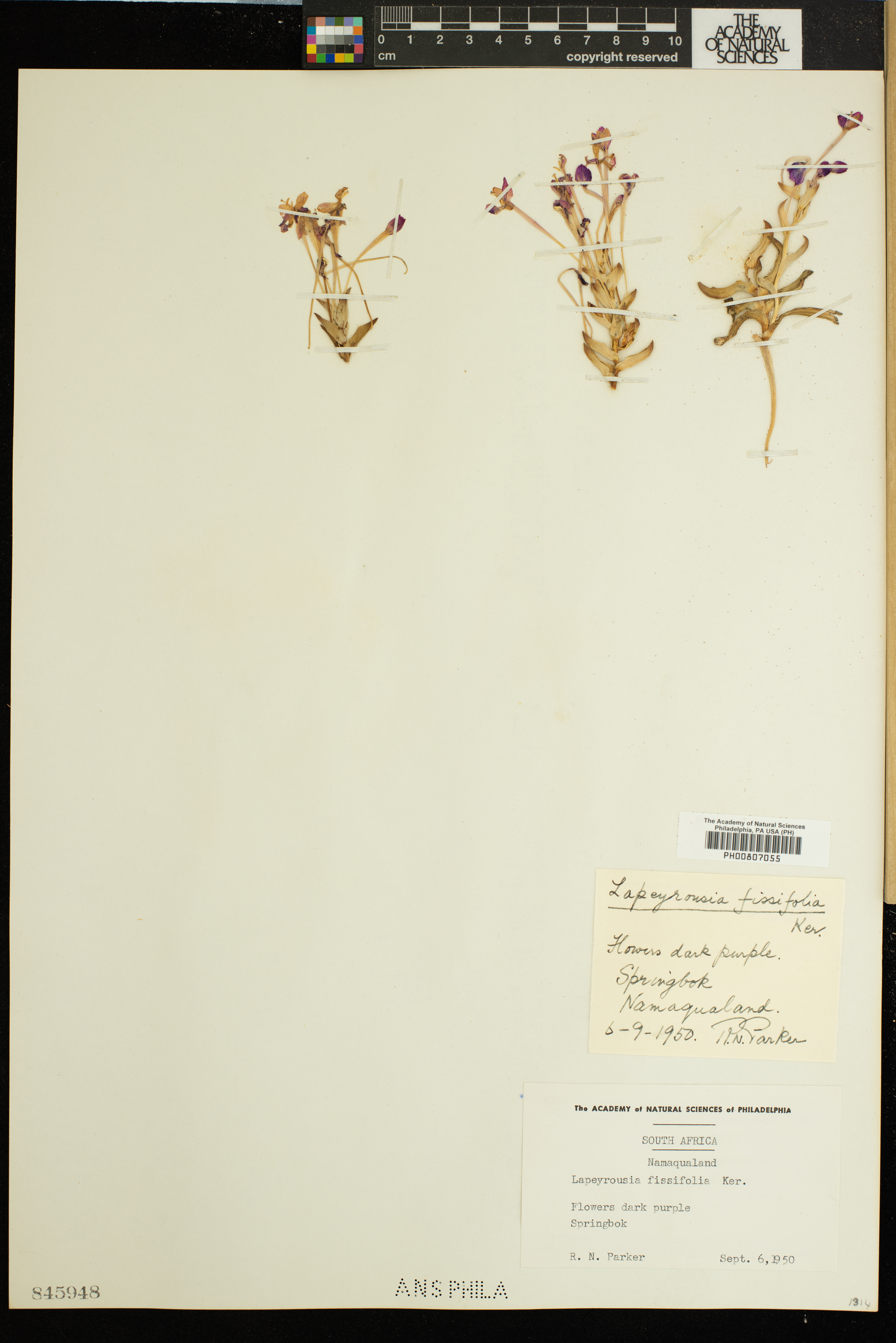 Lapeirousia pyramidalis subsp. pyramidalis image