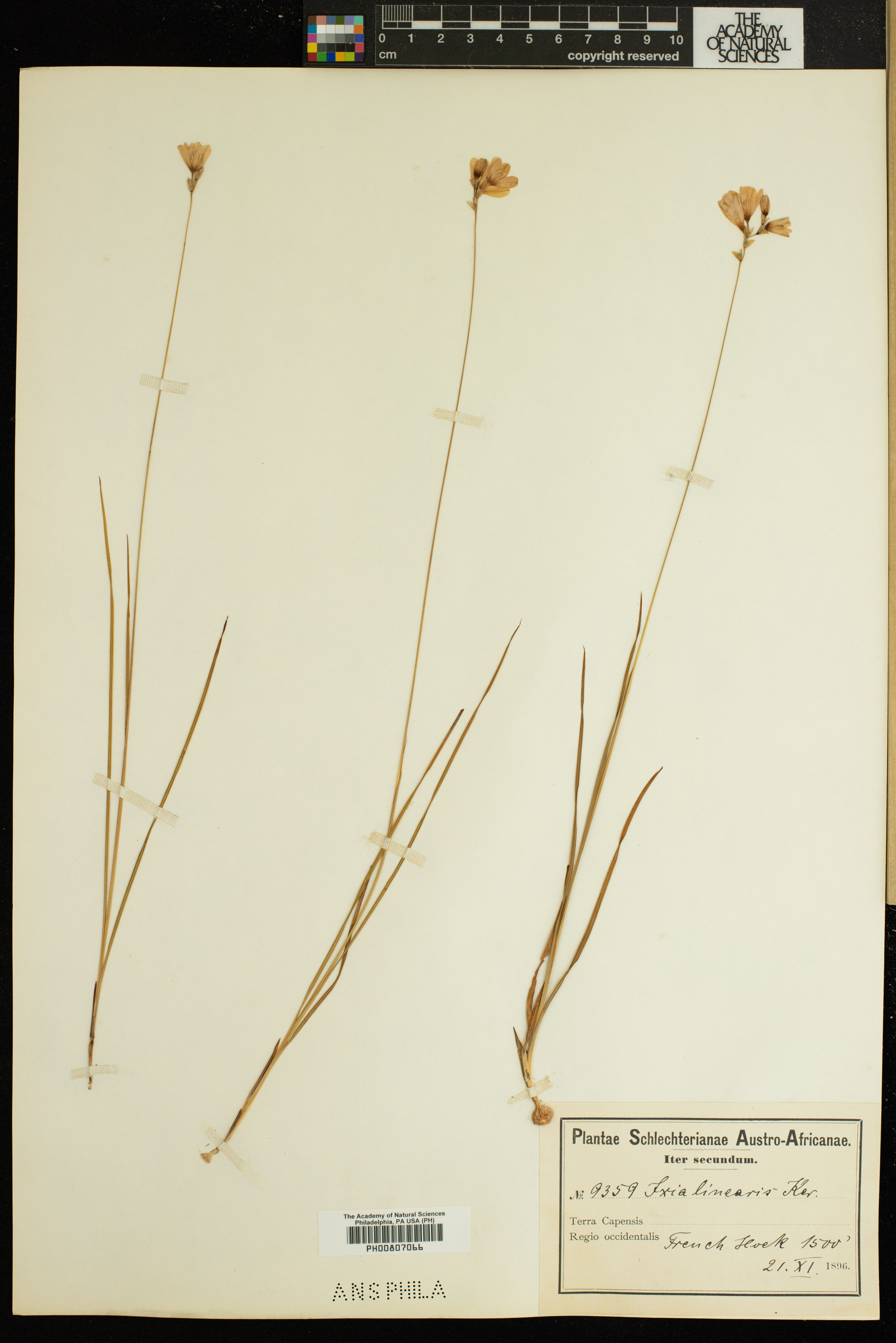 Gladiolus quadrangulus image