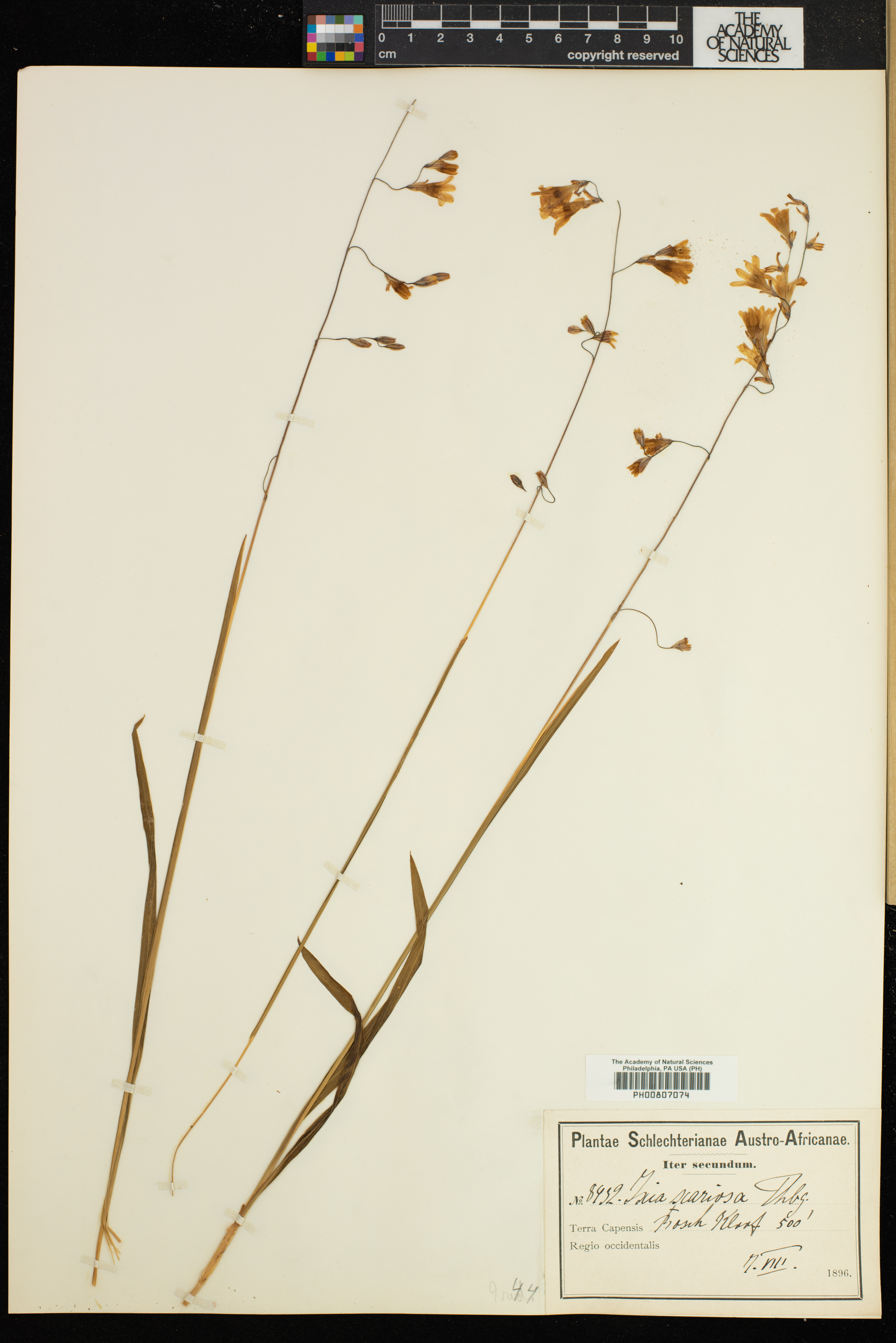 Ixia latifolia image
