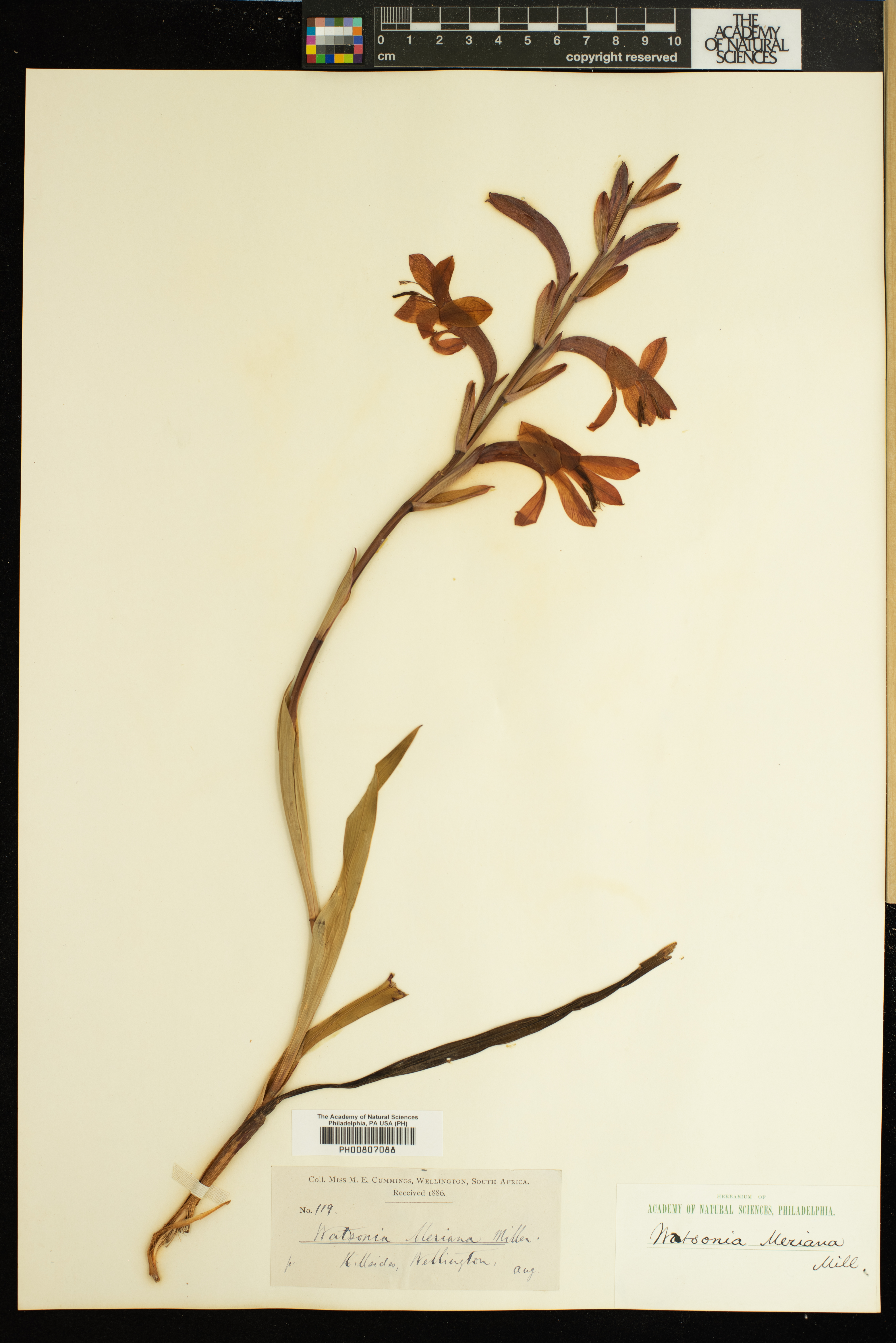 Watsonia meriana image