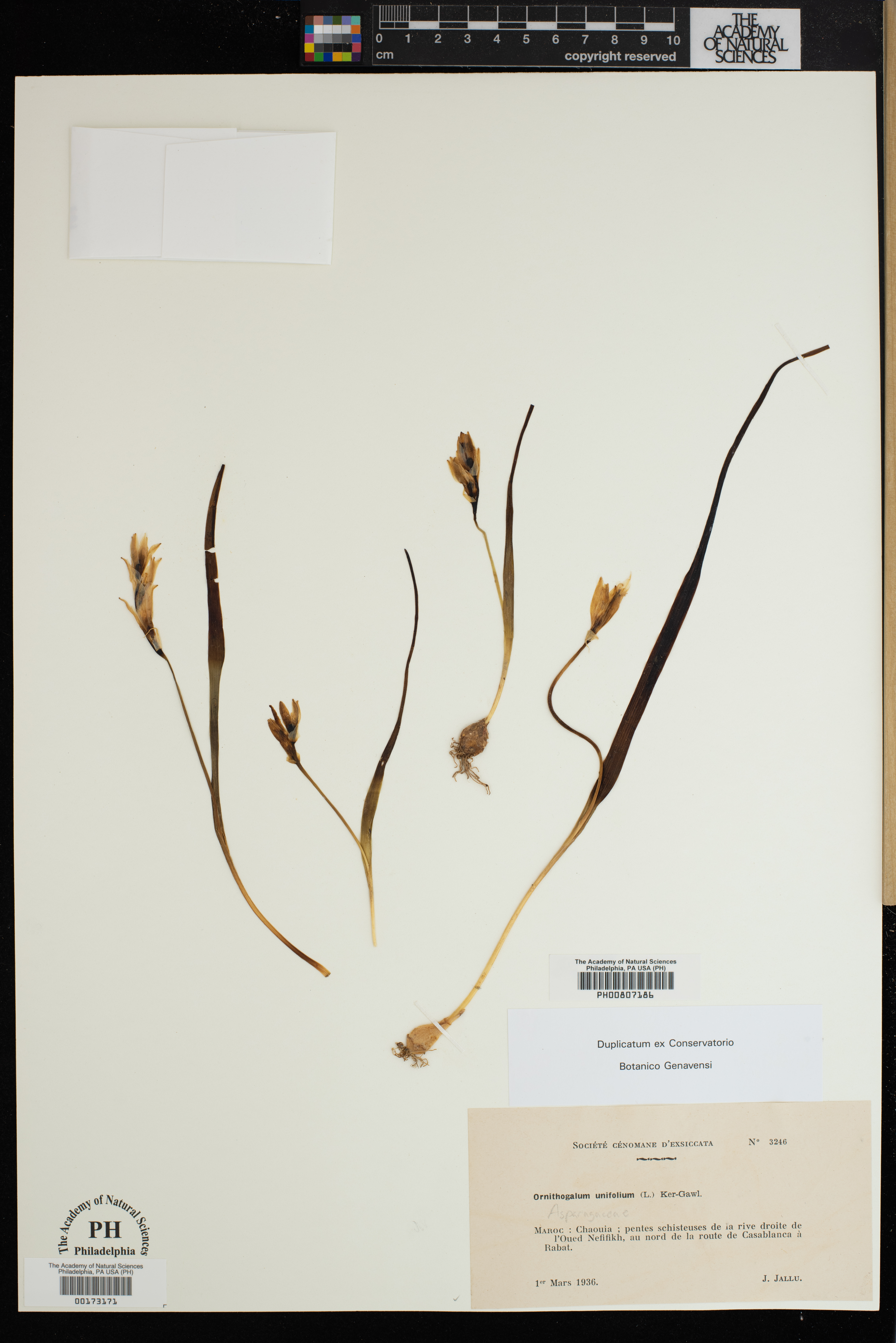 Albuca unifolia image
