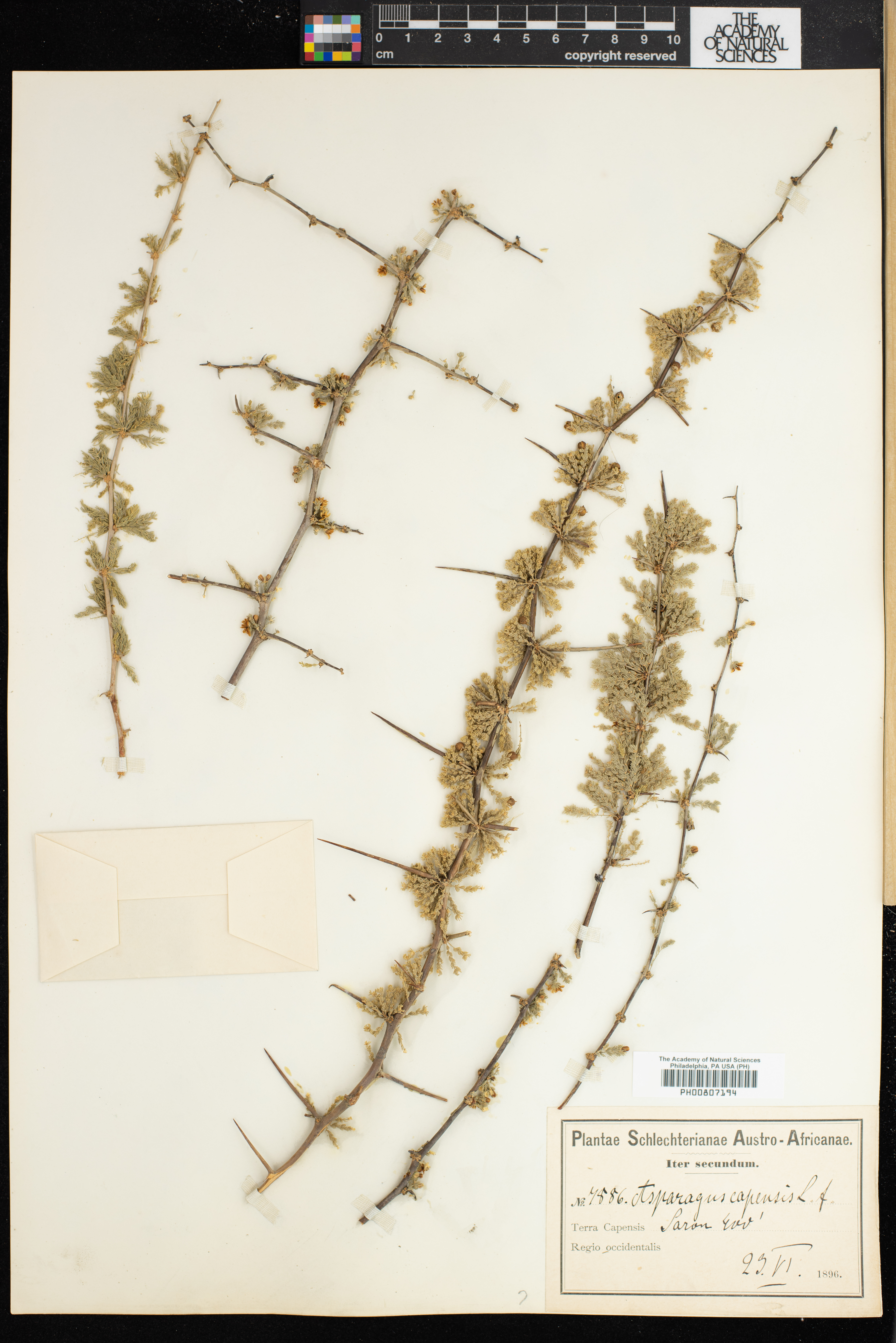 Asparagus capensis image