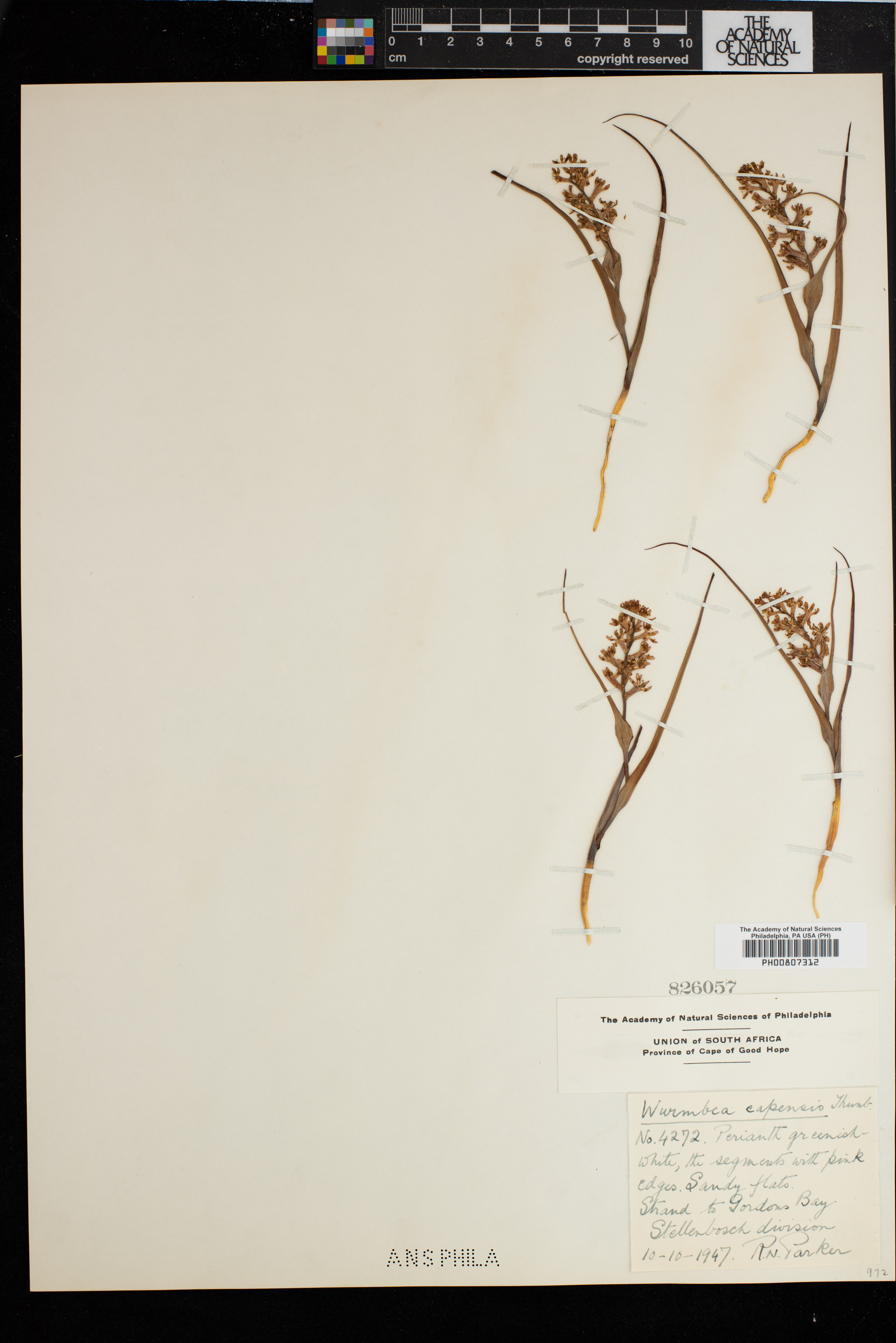 Wurmbea capensis image