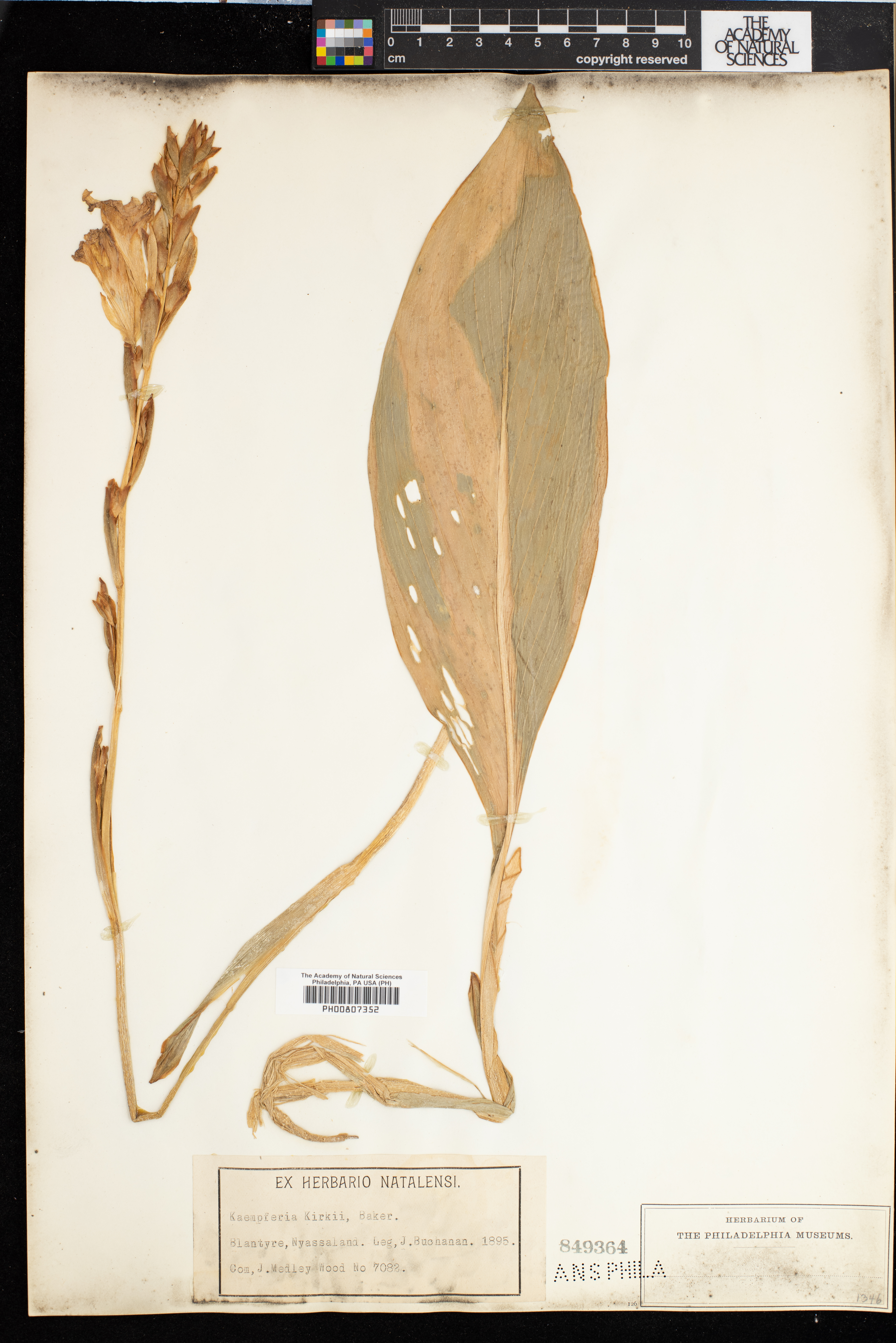Siphonochilus kirkii image