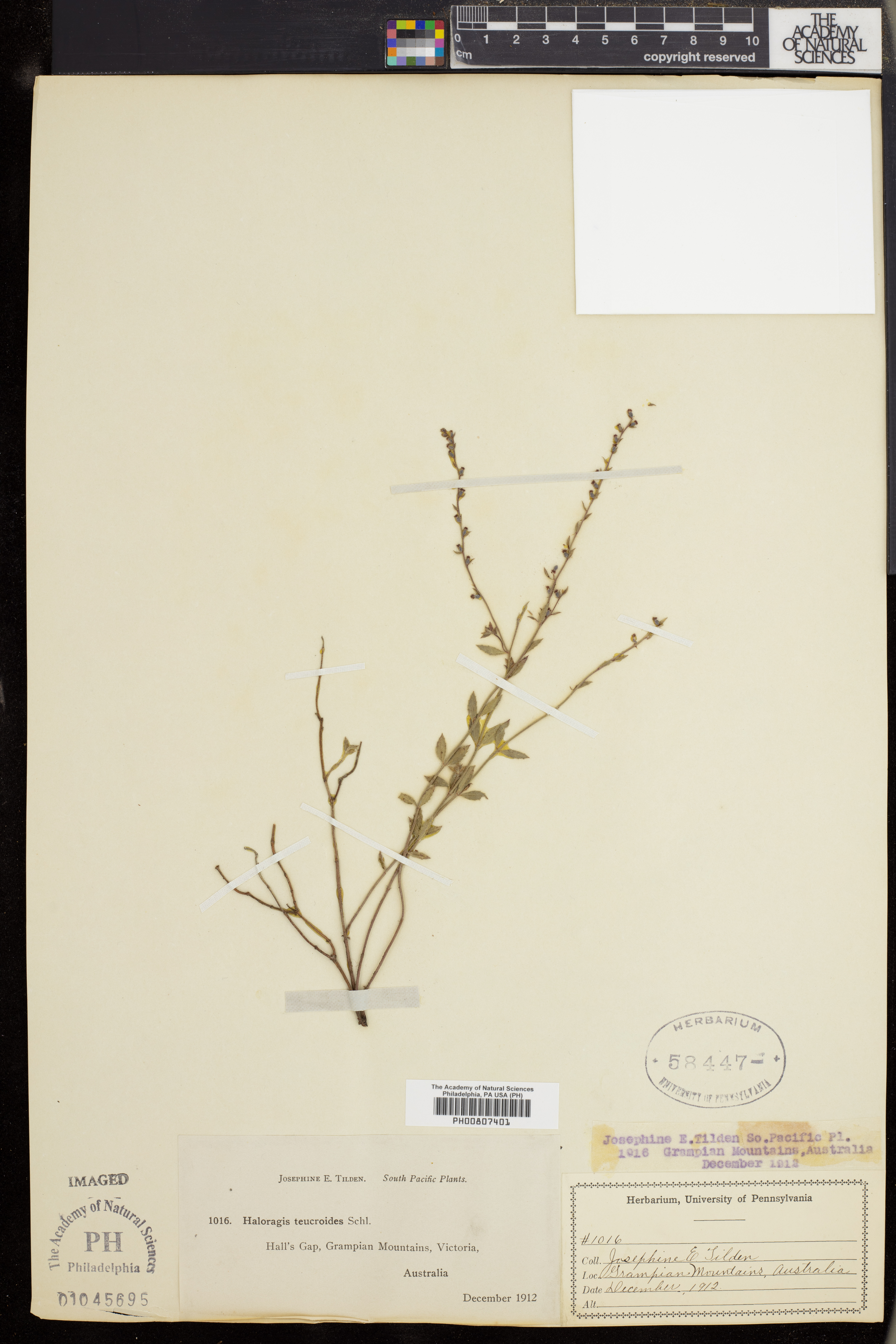 Gonocarpus teucrioides image