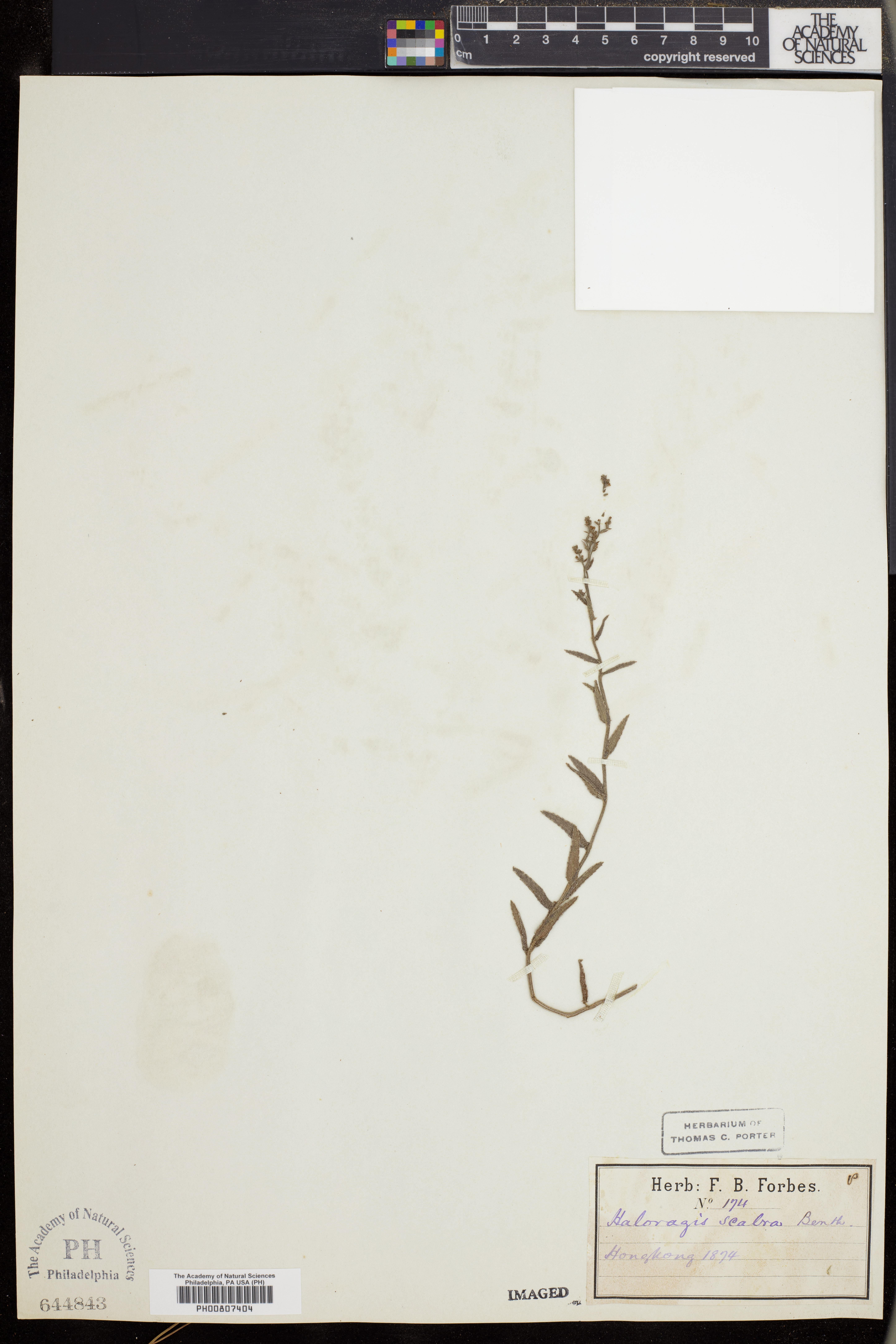 Gonocarpus chinensis image