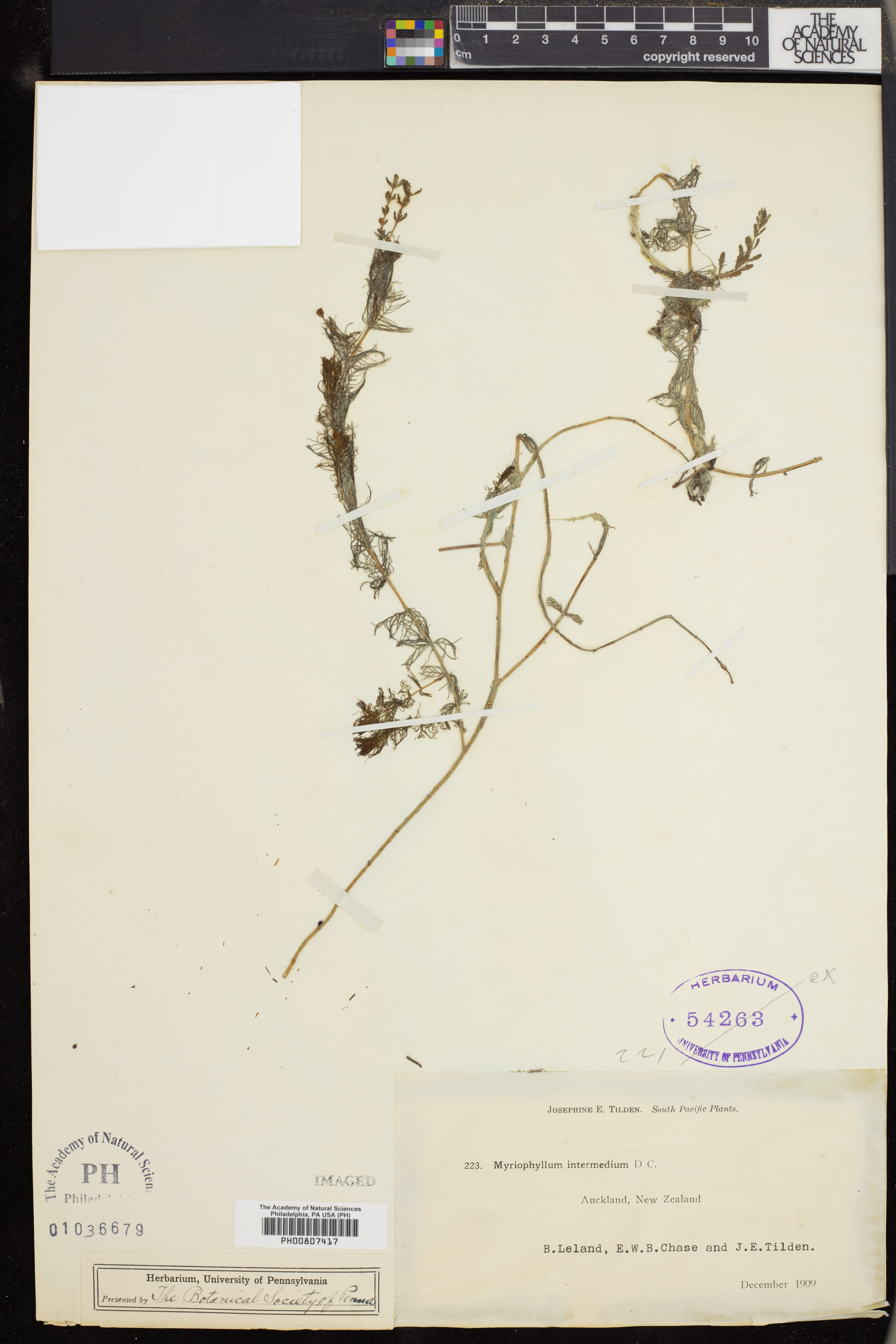 Myriophyllum indicum image