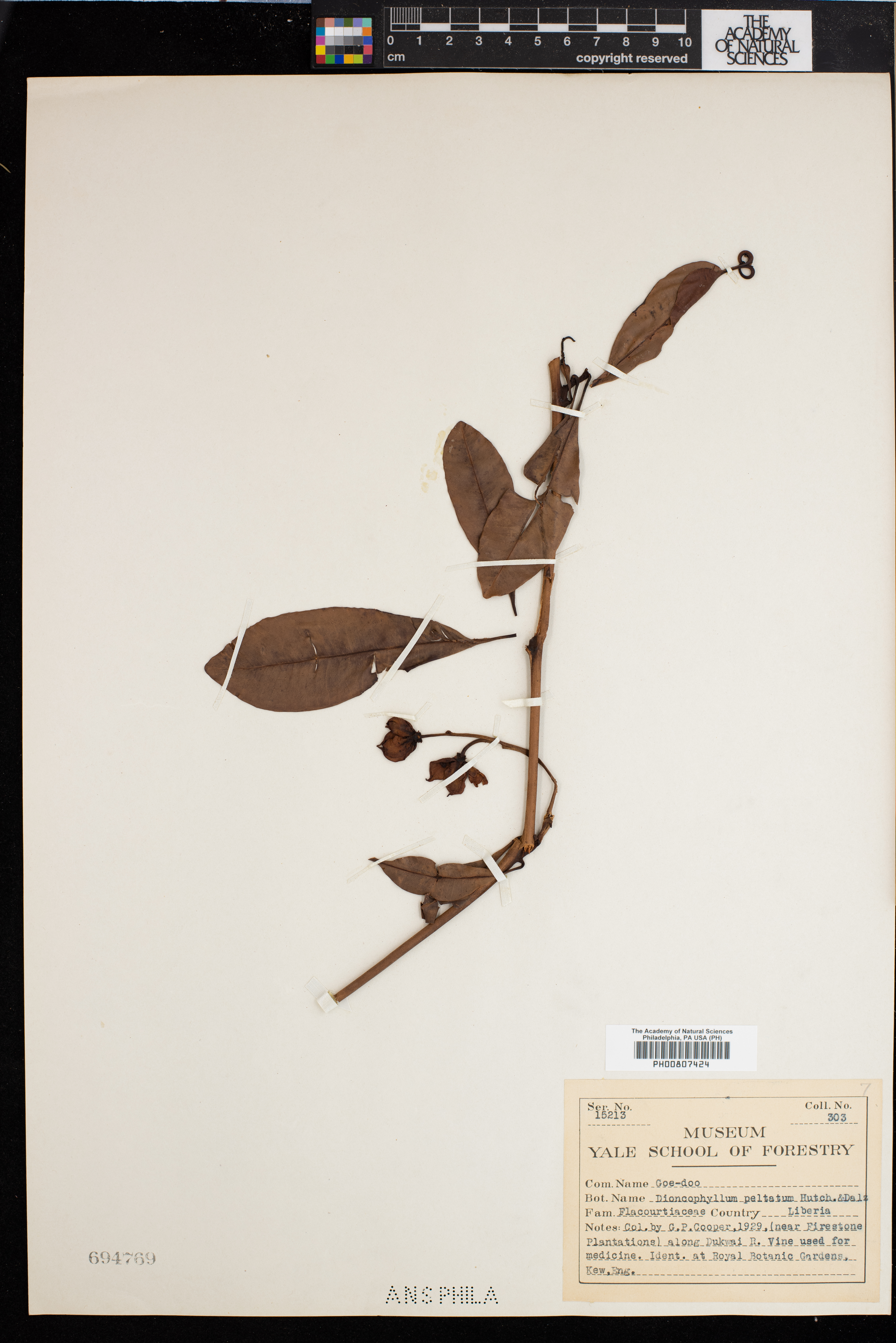 Dioncophyllaceae image