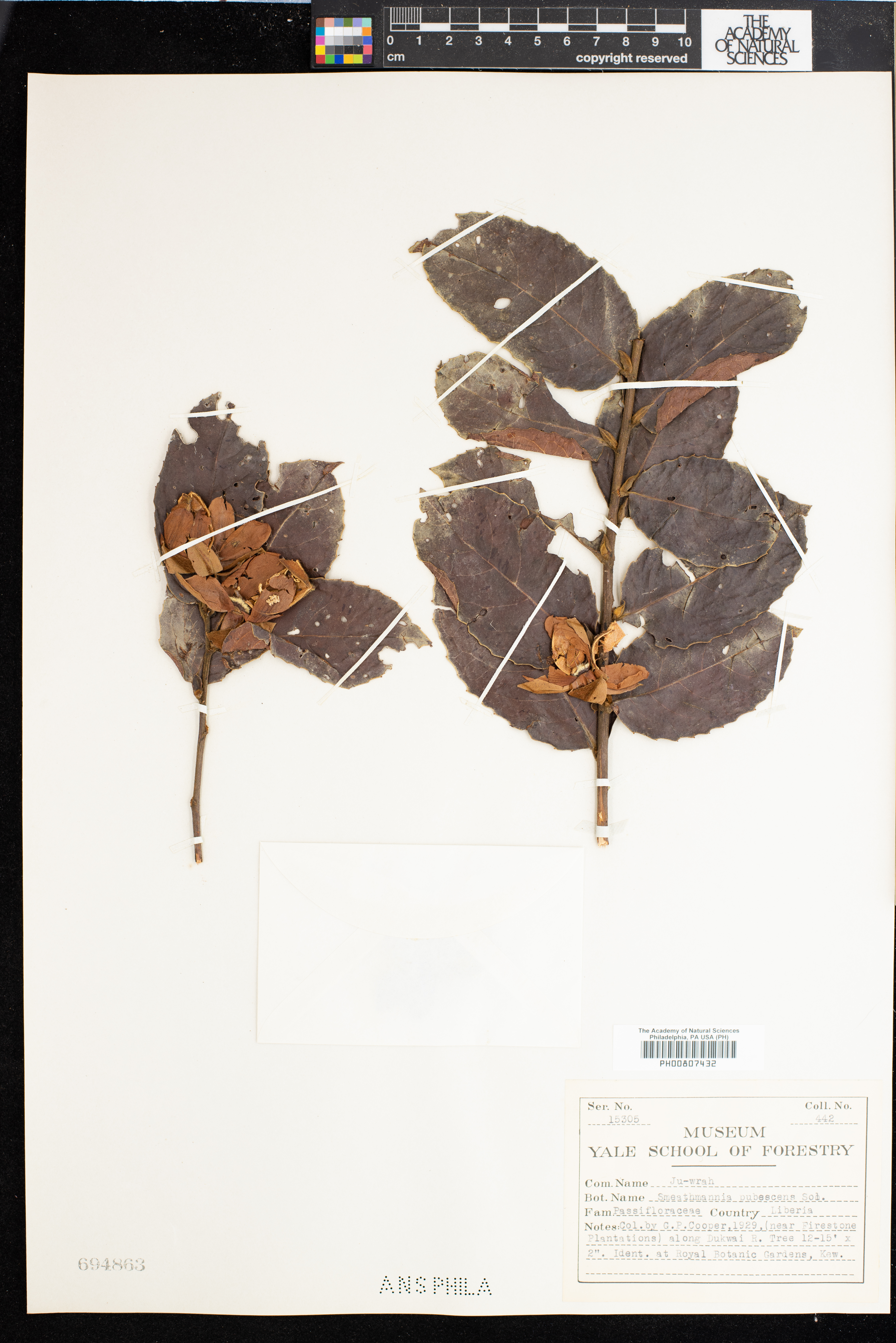 Smeathmannia pubescens image