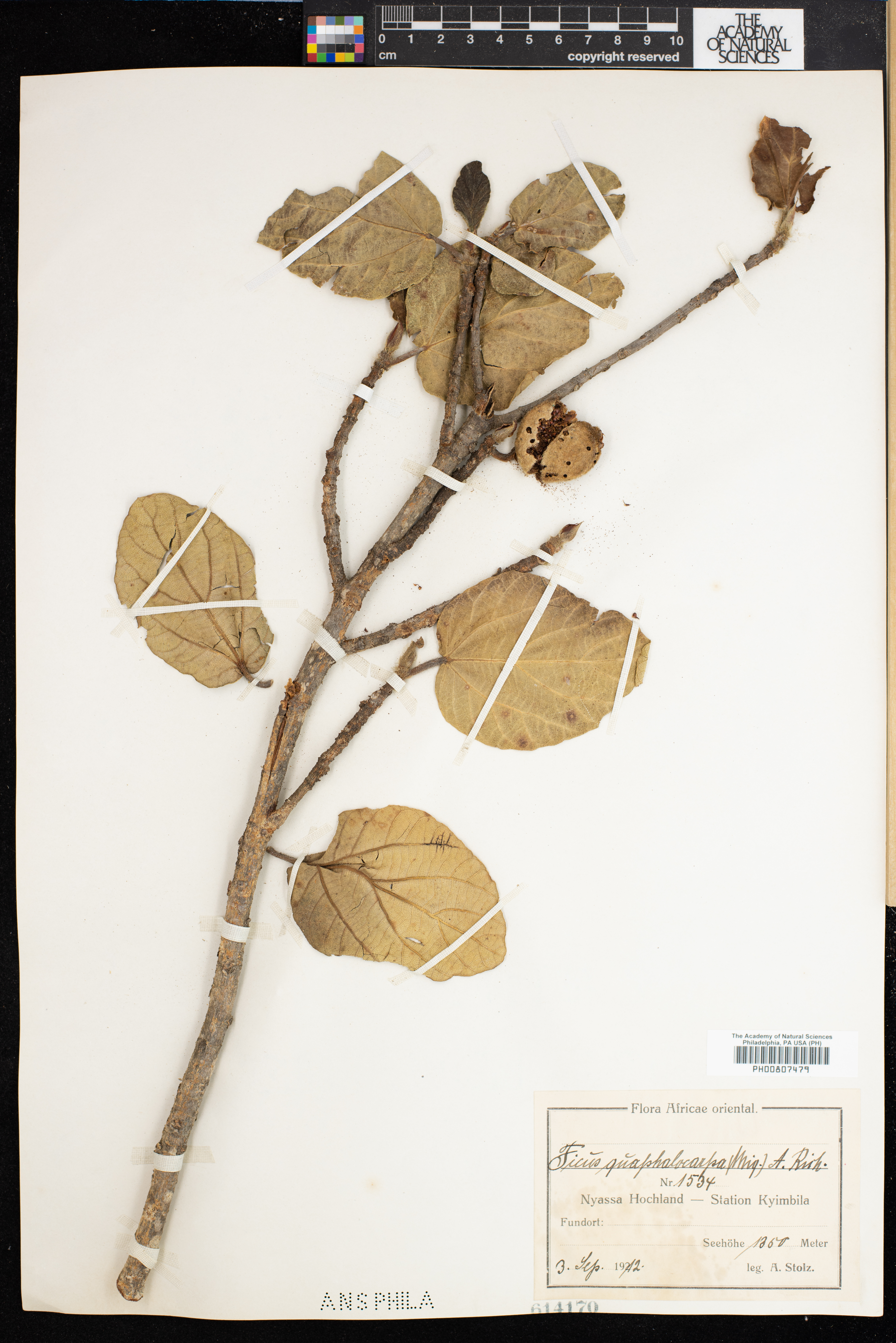 Ficus sycomorus subsp. gnaphalocarpa image