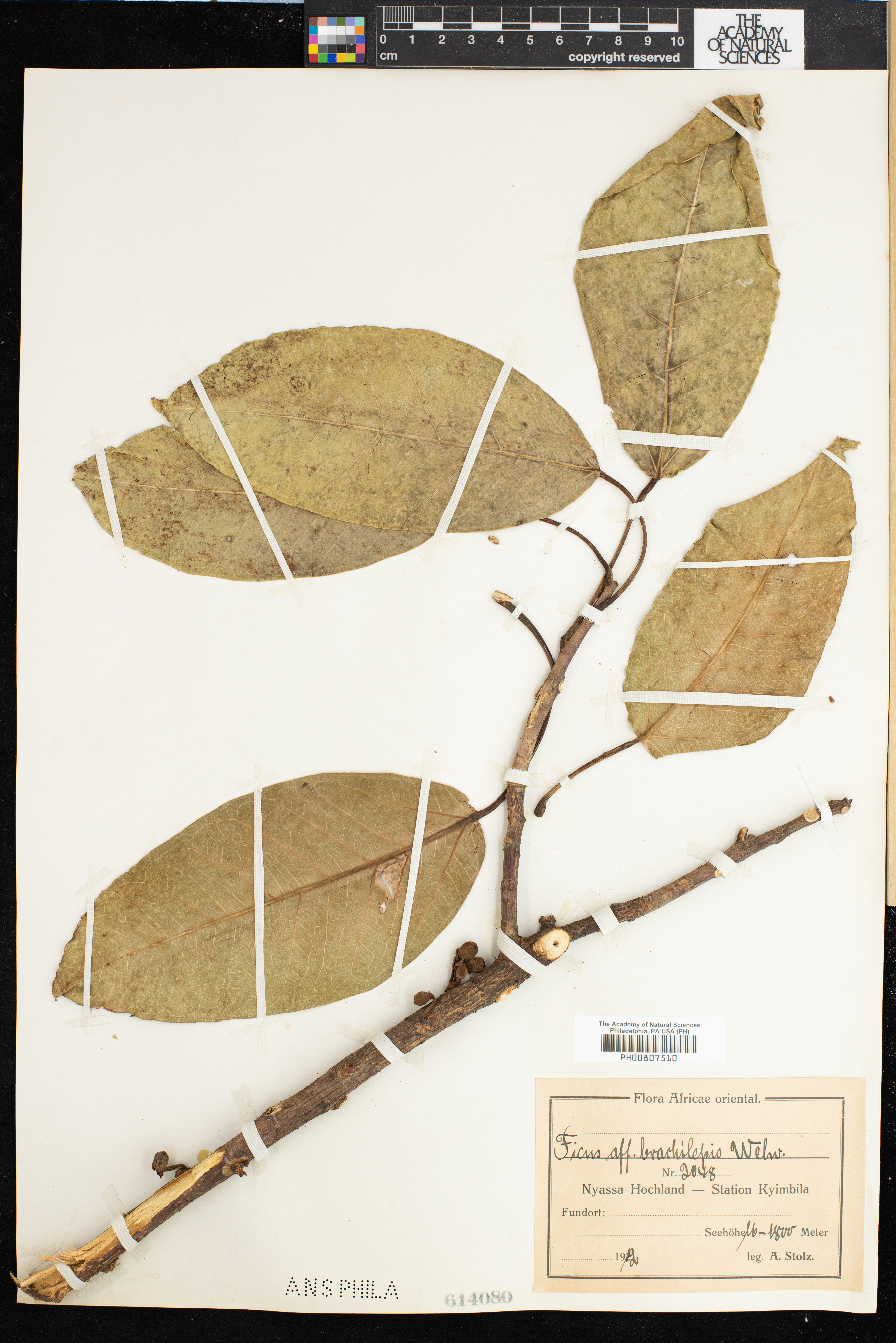 Ficus sansibarica subsp. macrosperma image