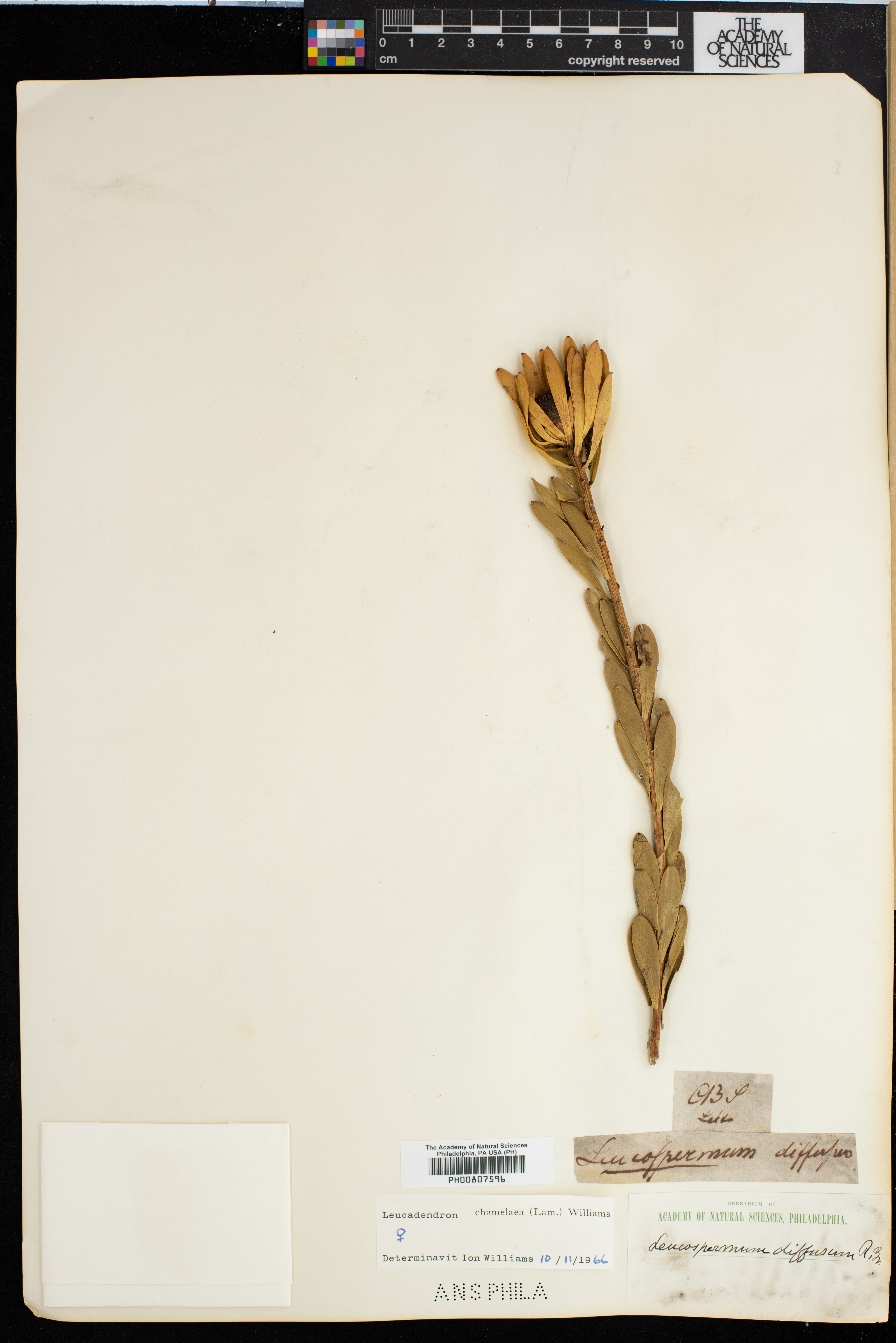 Leucadendron chamelaea image