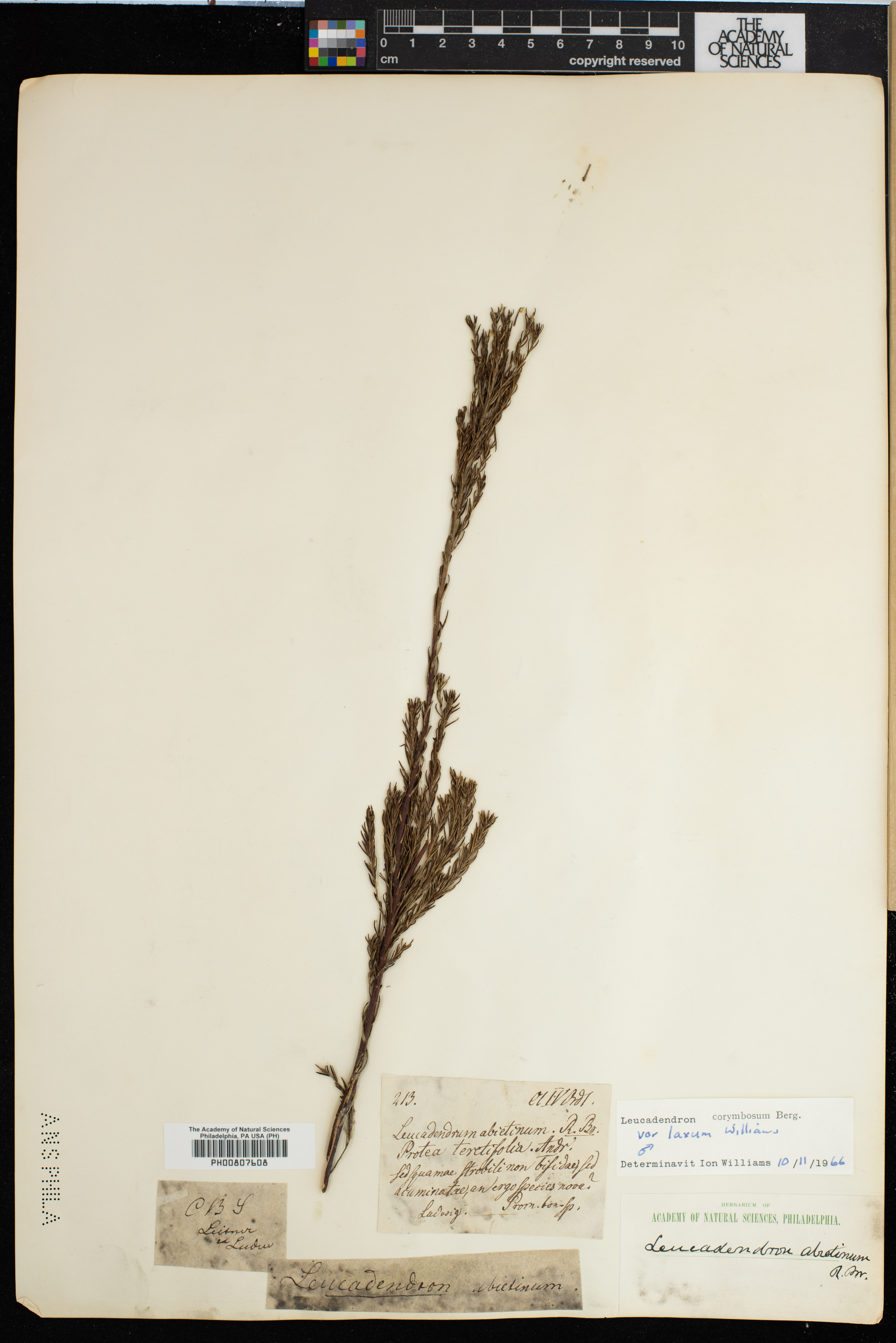 Leucadendron corymbosum image