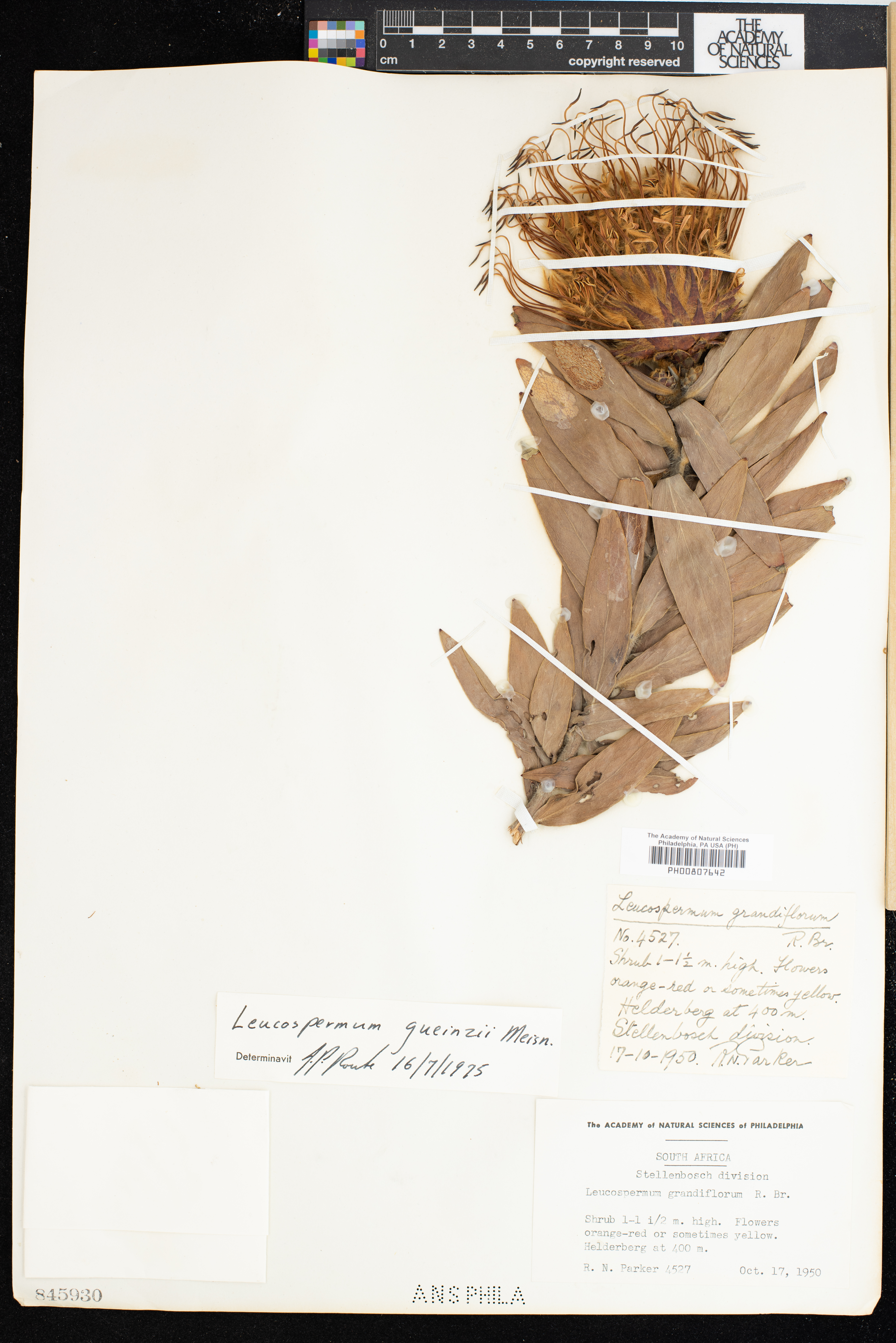Leucospermum gueinzii image