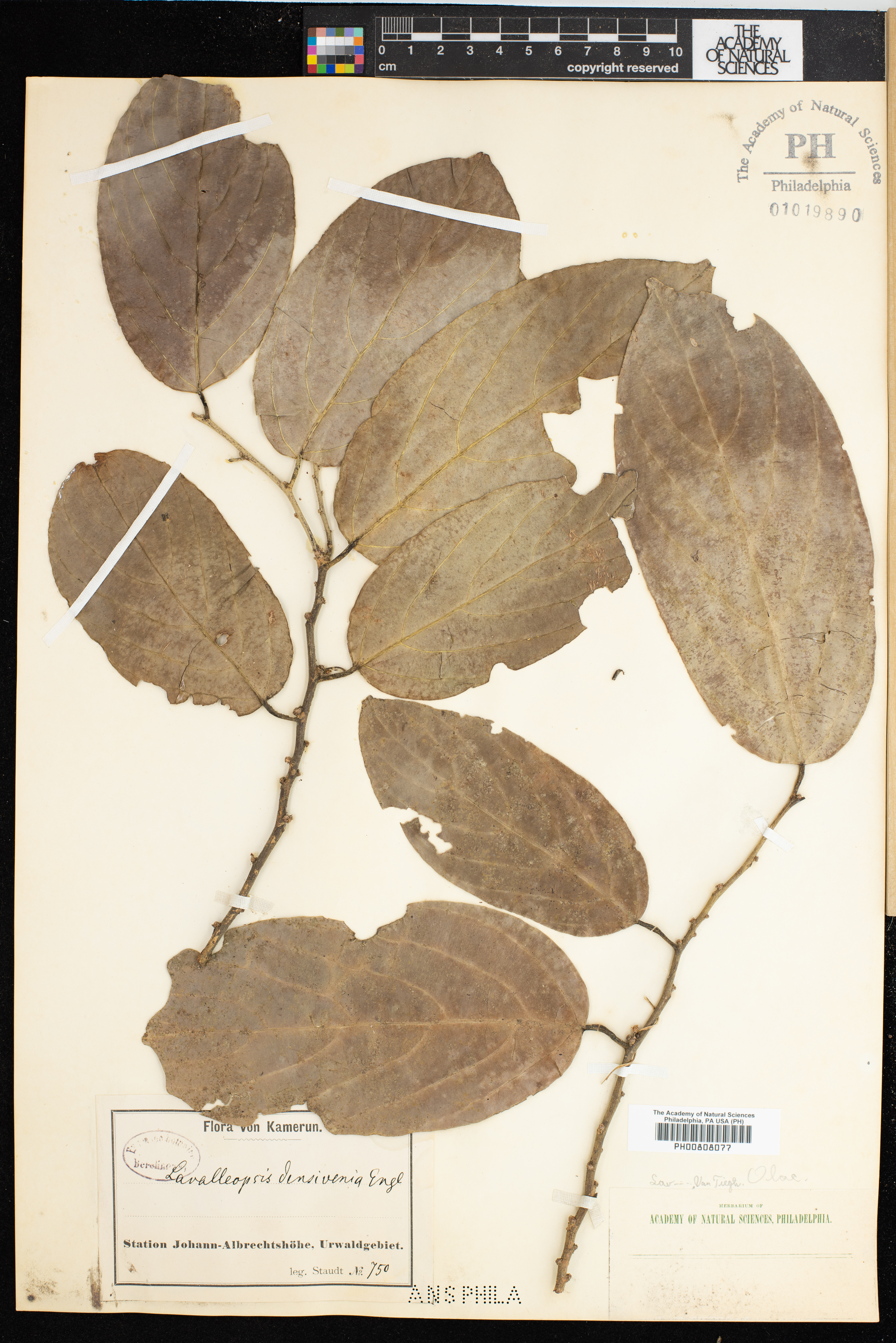 Strombosia image