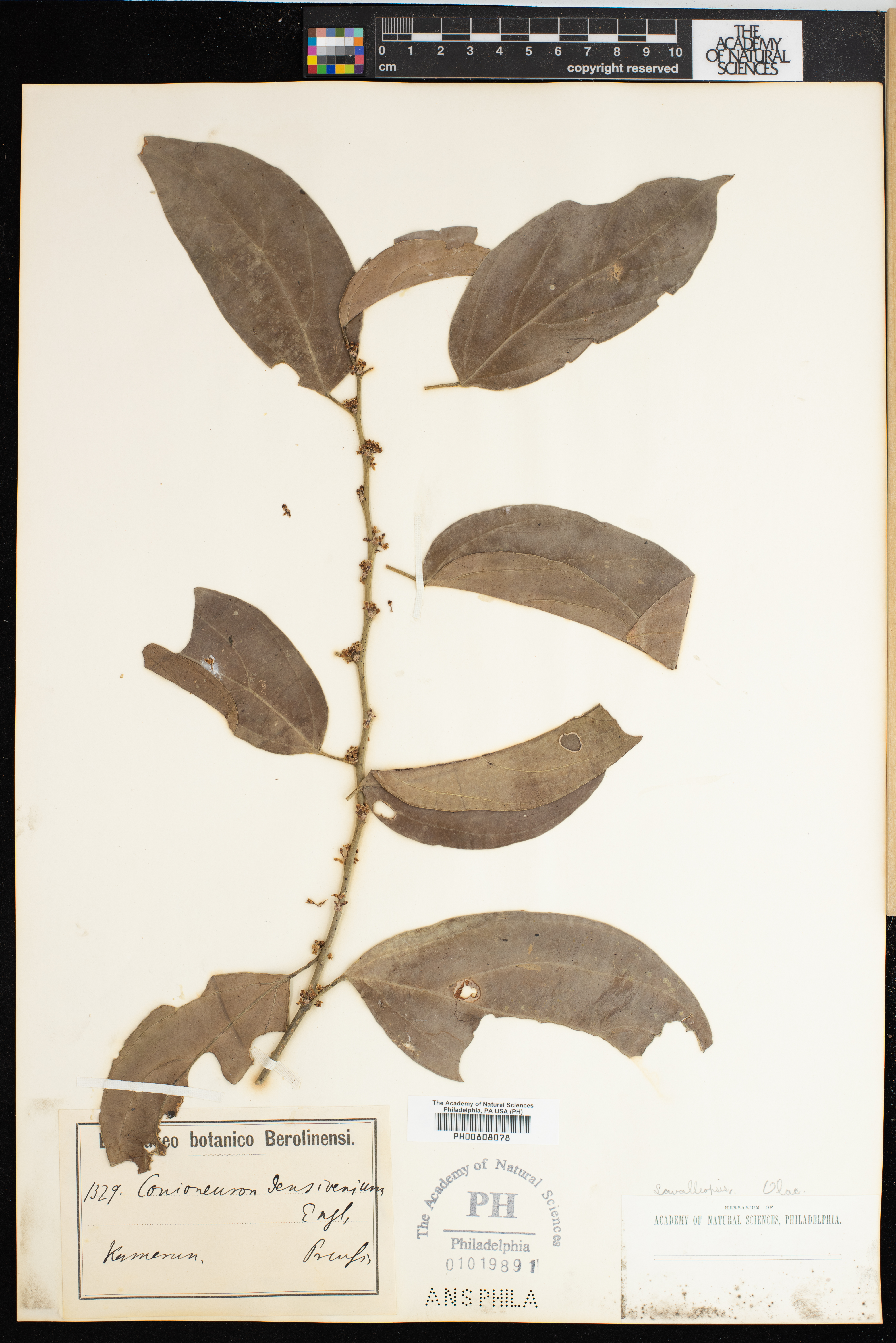 Strombosiaceae image