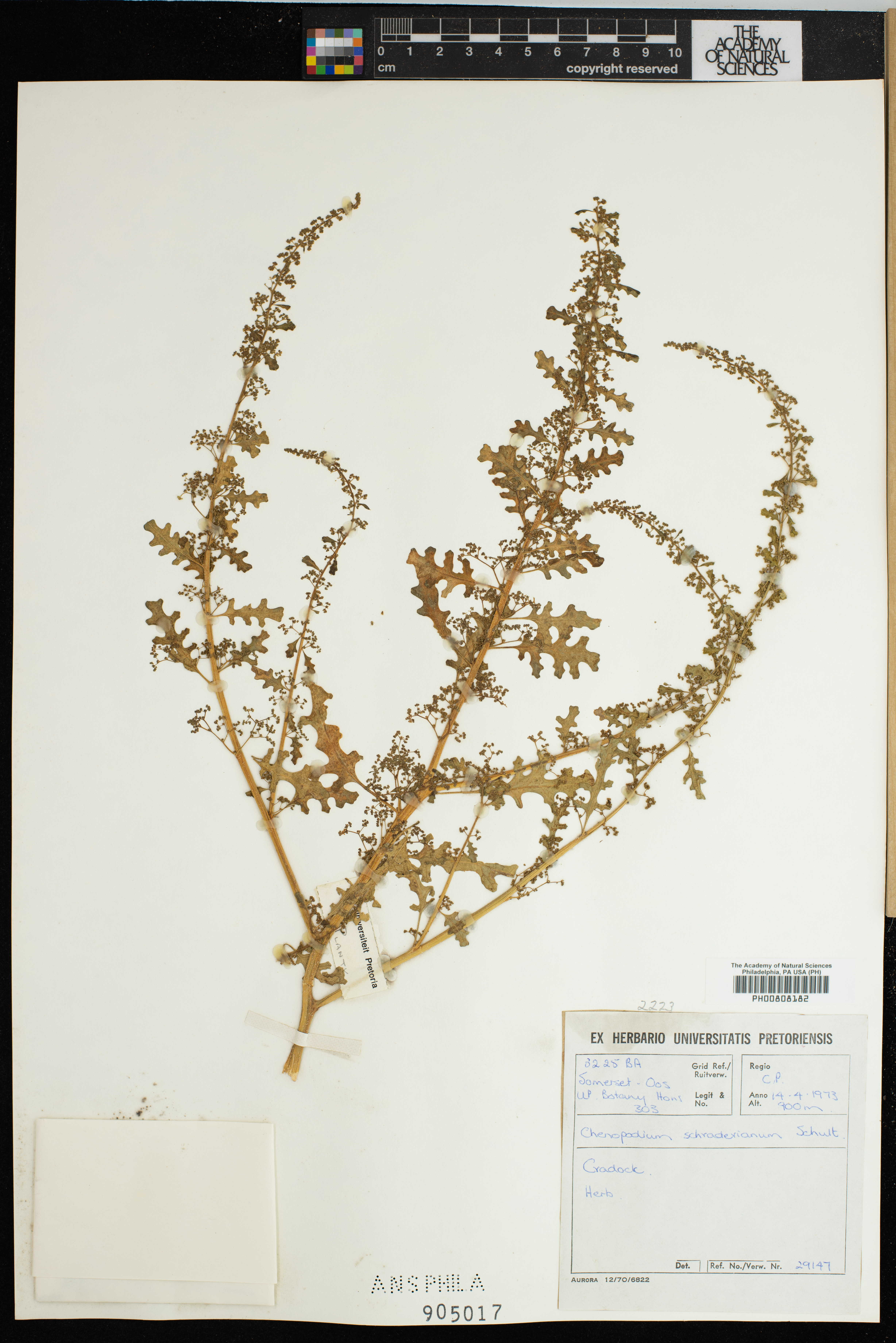 Chenopodium schraderianum image