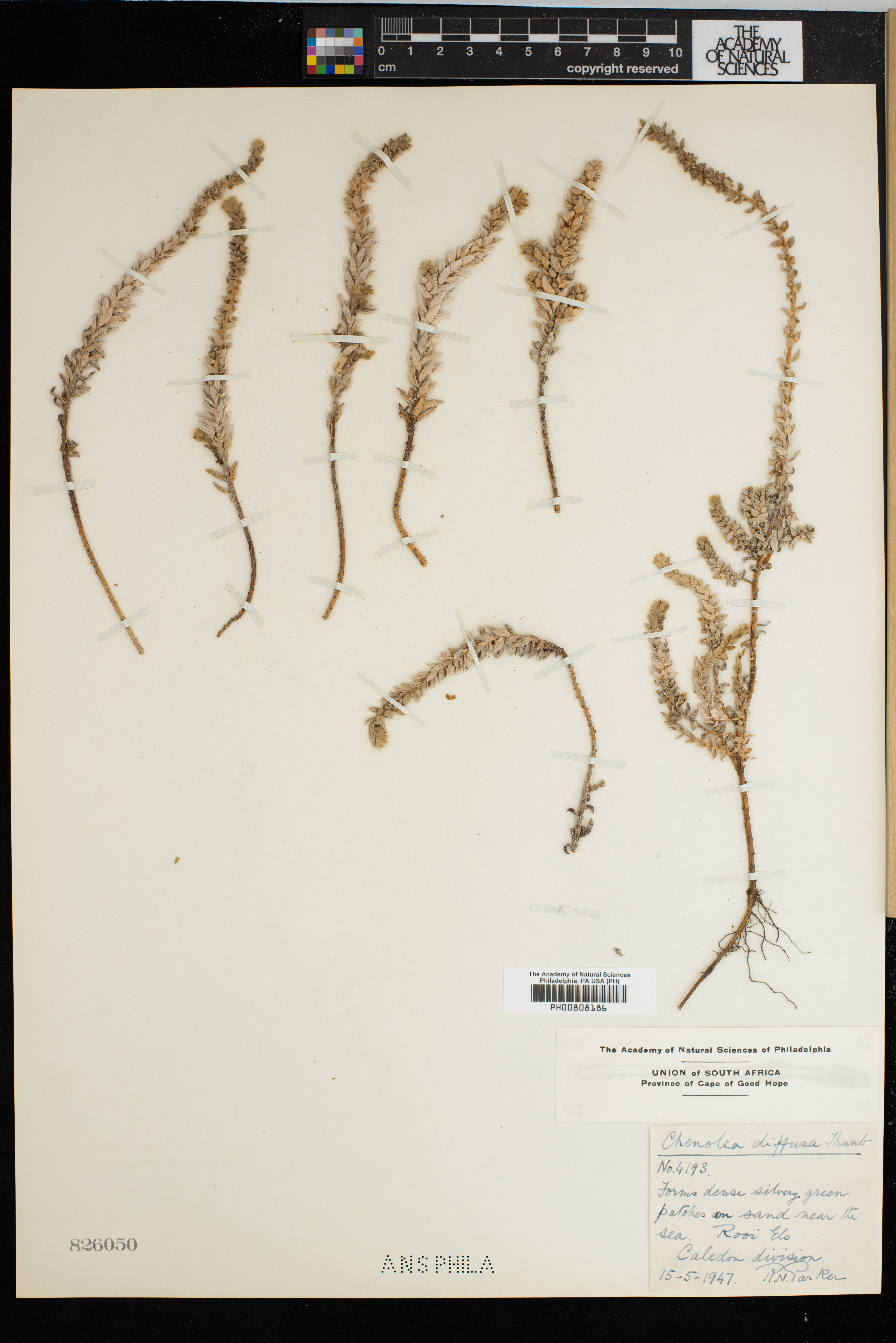 Chenopodioideae image