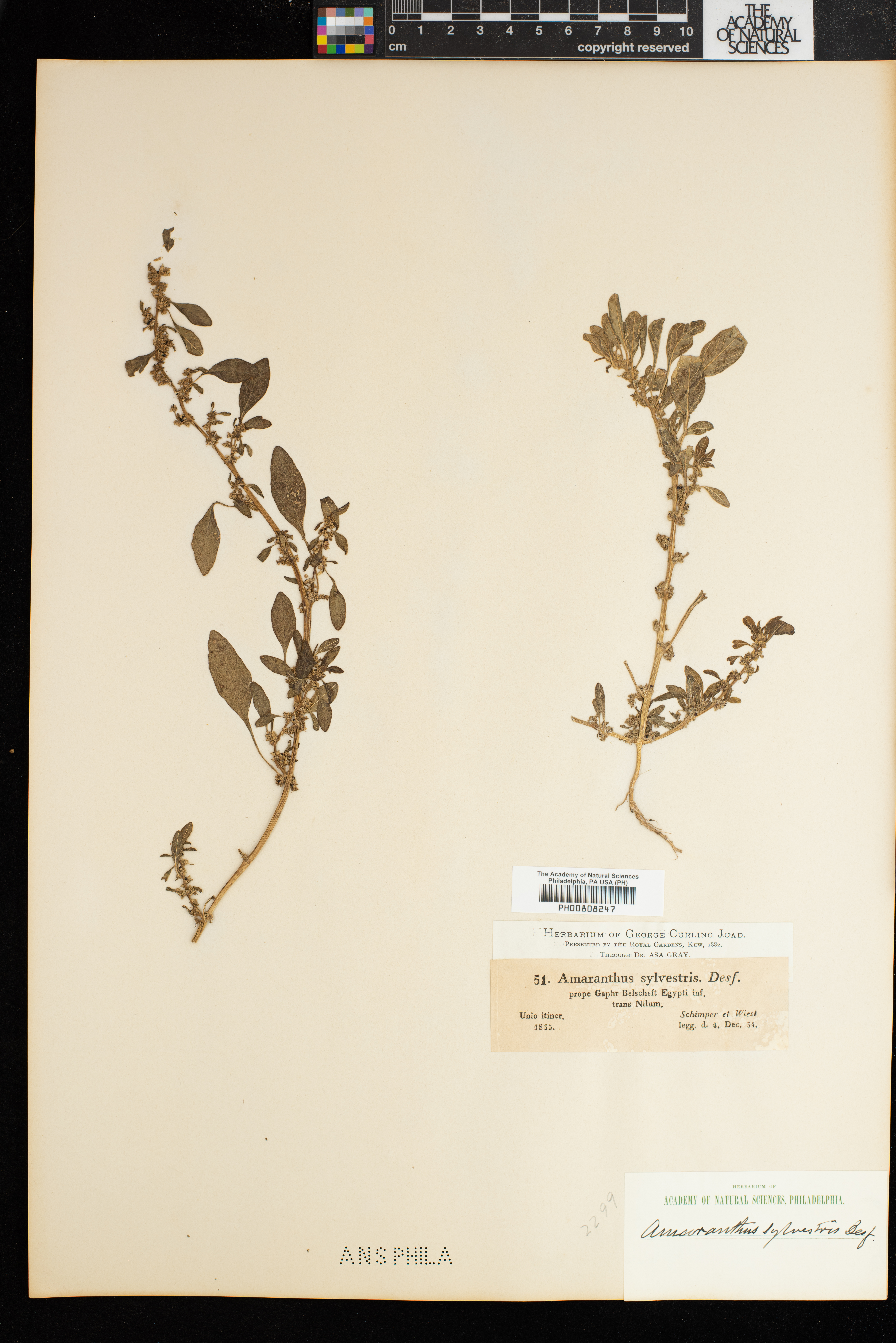 Amaranthus graecizans subsp. graecizans image