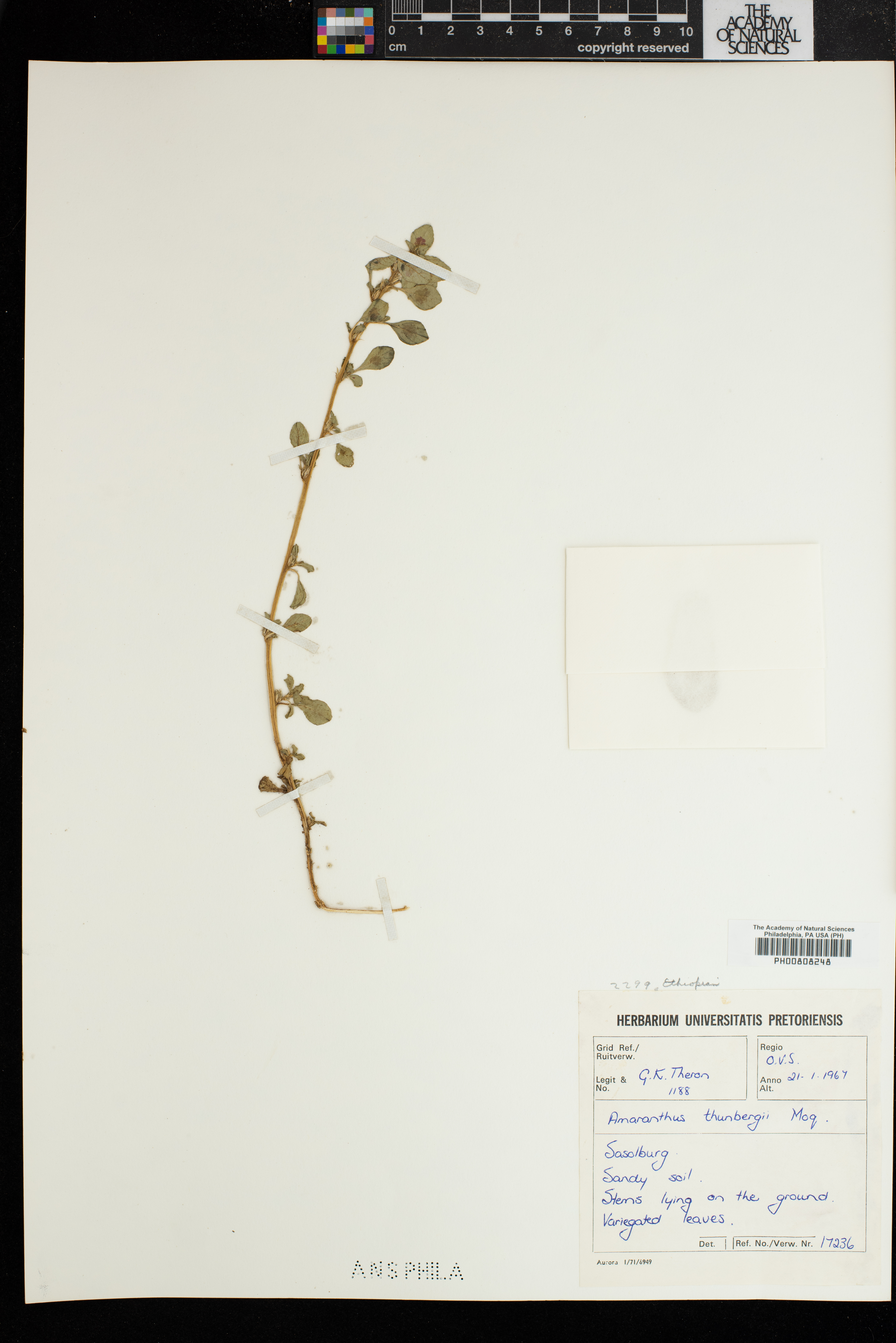 Amaranthus thunbergii image