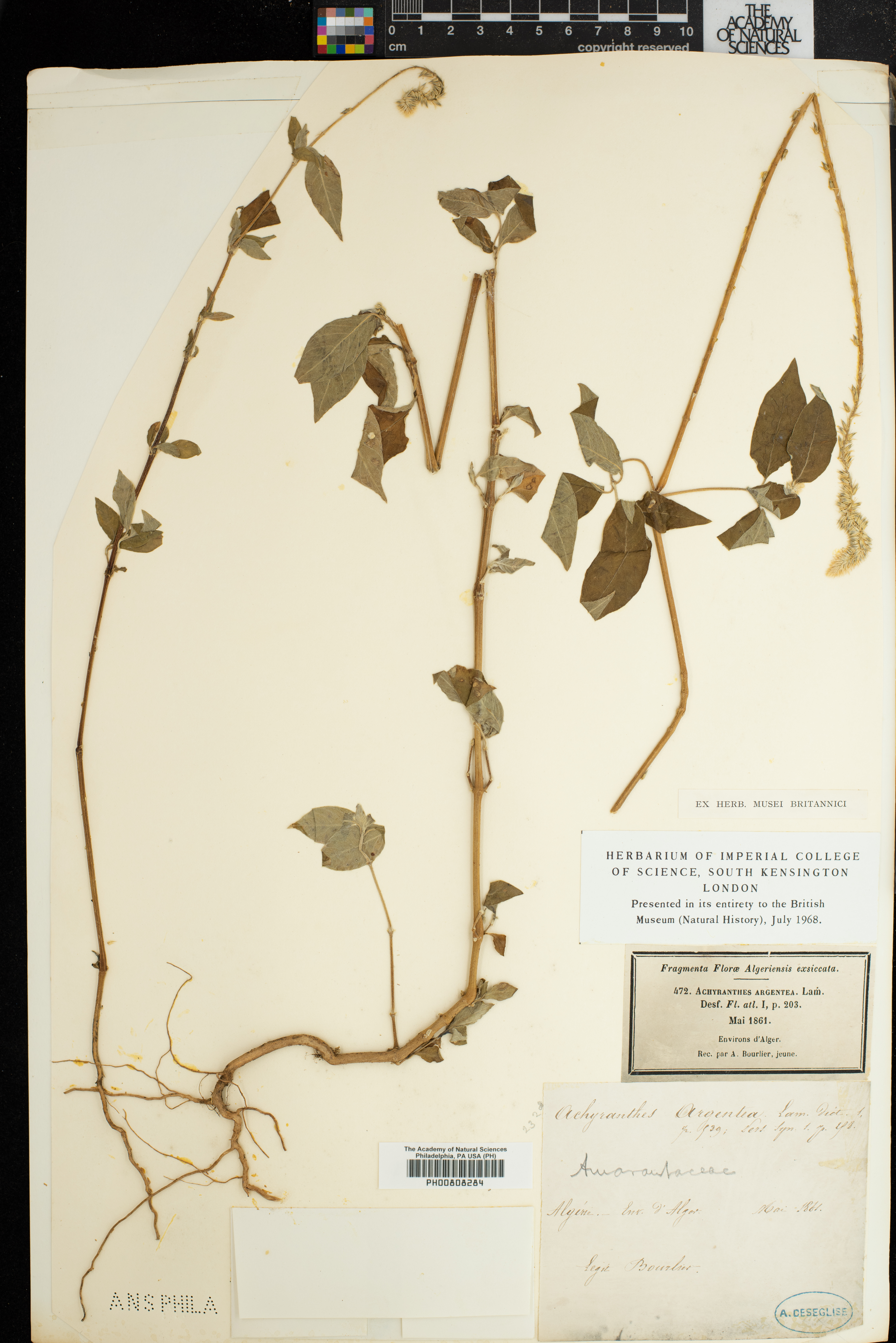 Achyranthes aspera var. sicula image