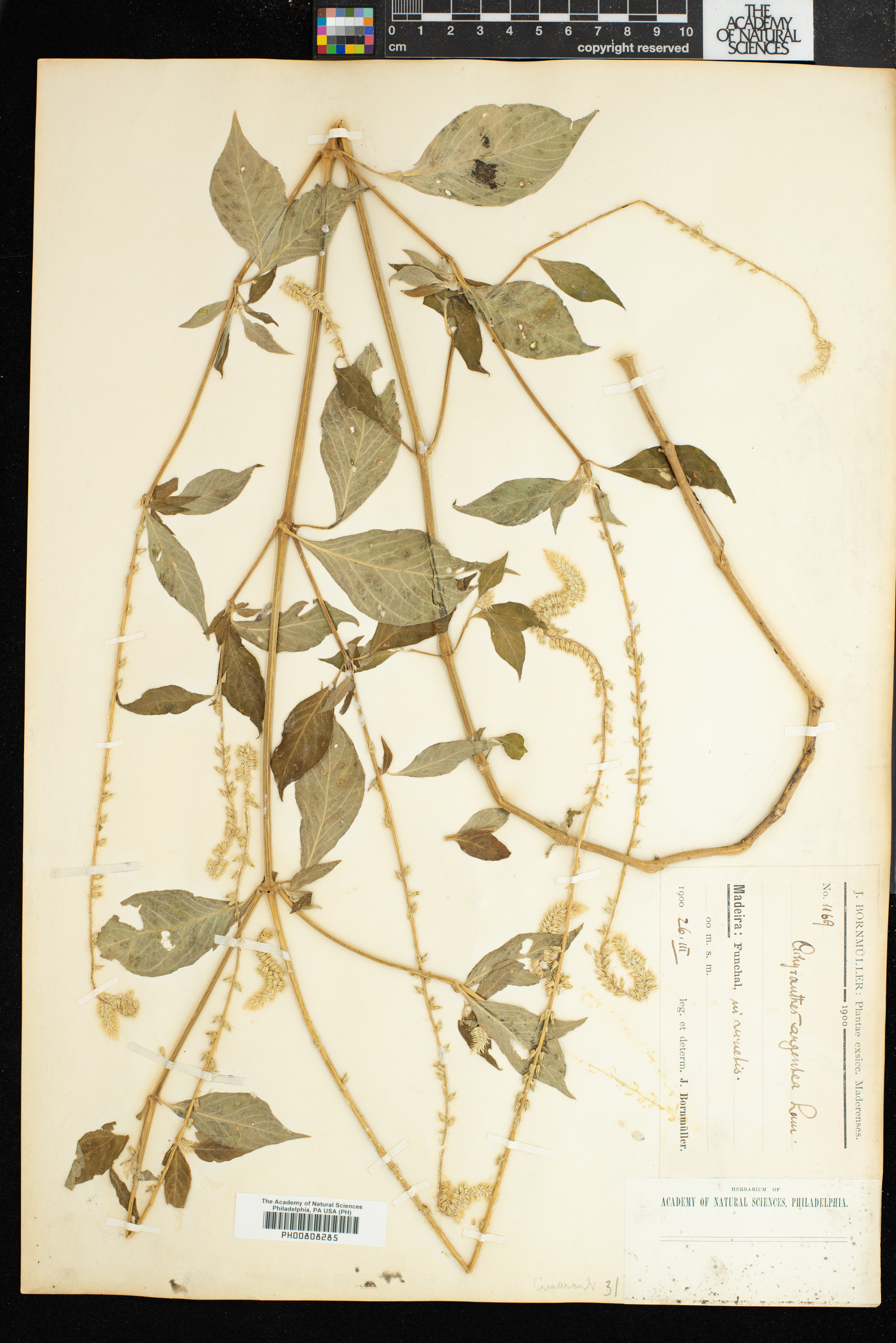 Achyranthes sicula image