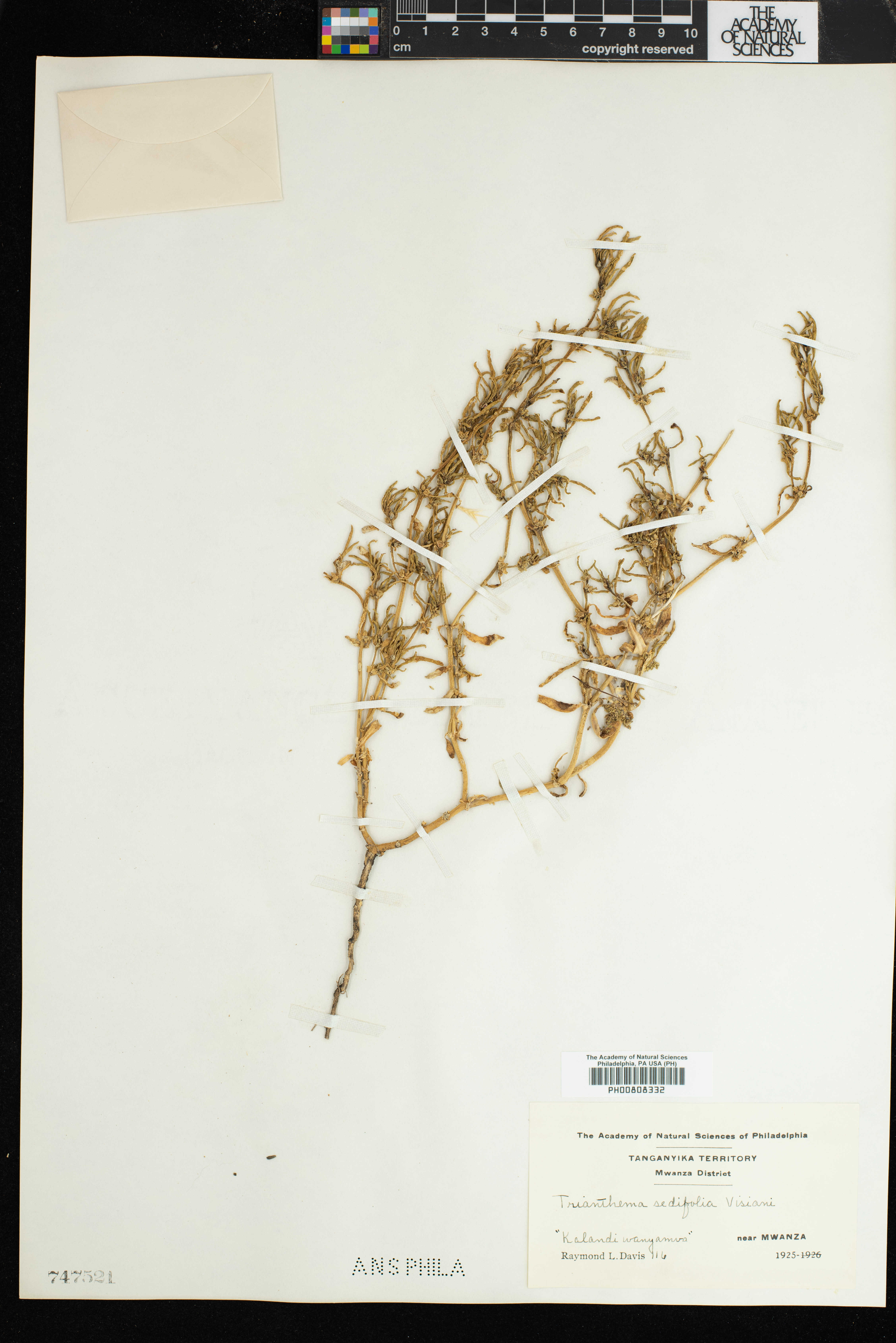 Trianthema sedifolia image