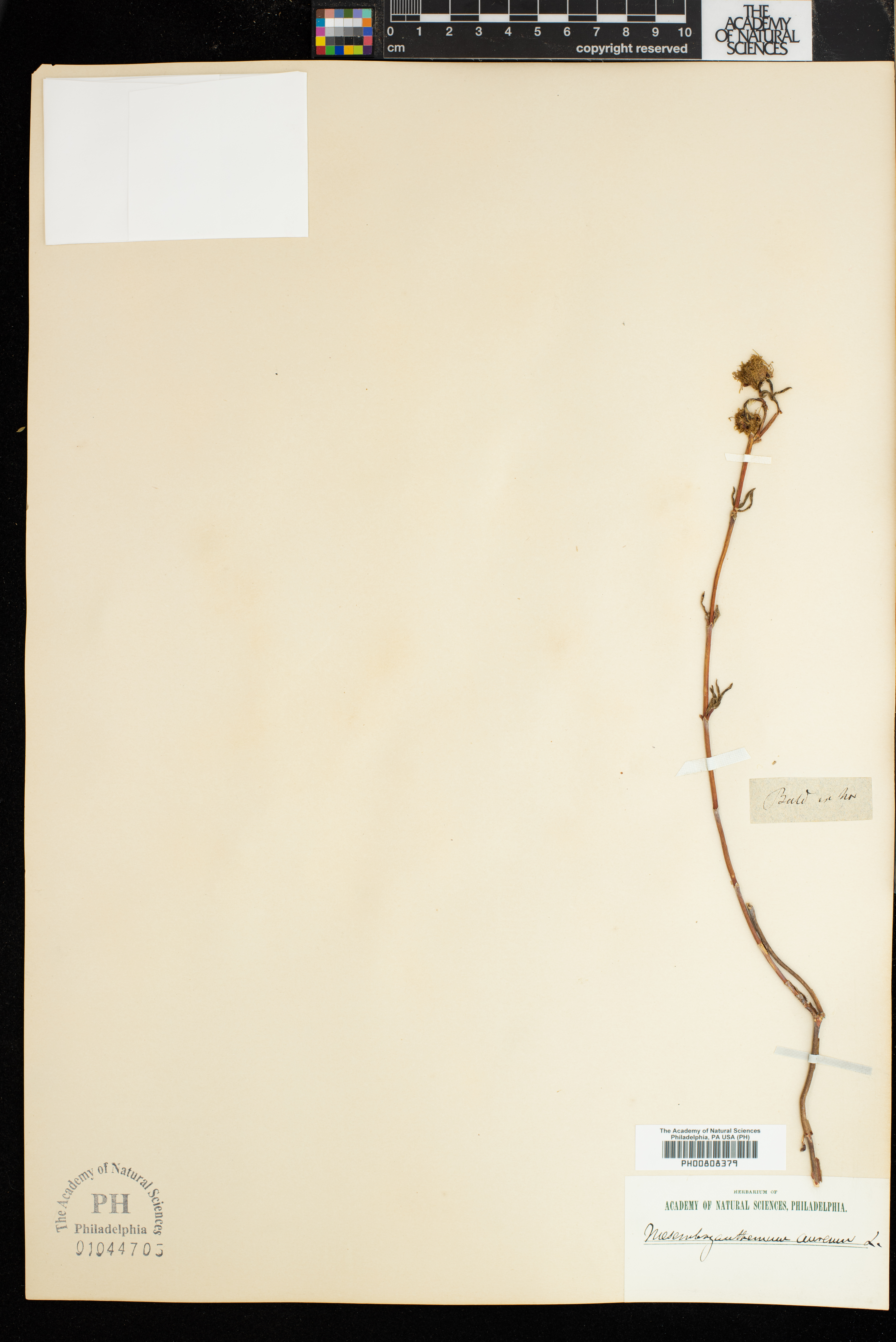 Mesembryanthemum nitidum image