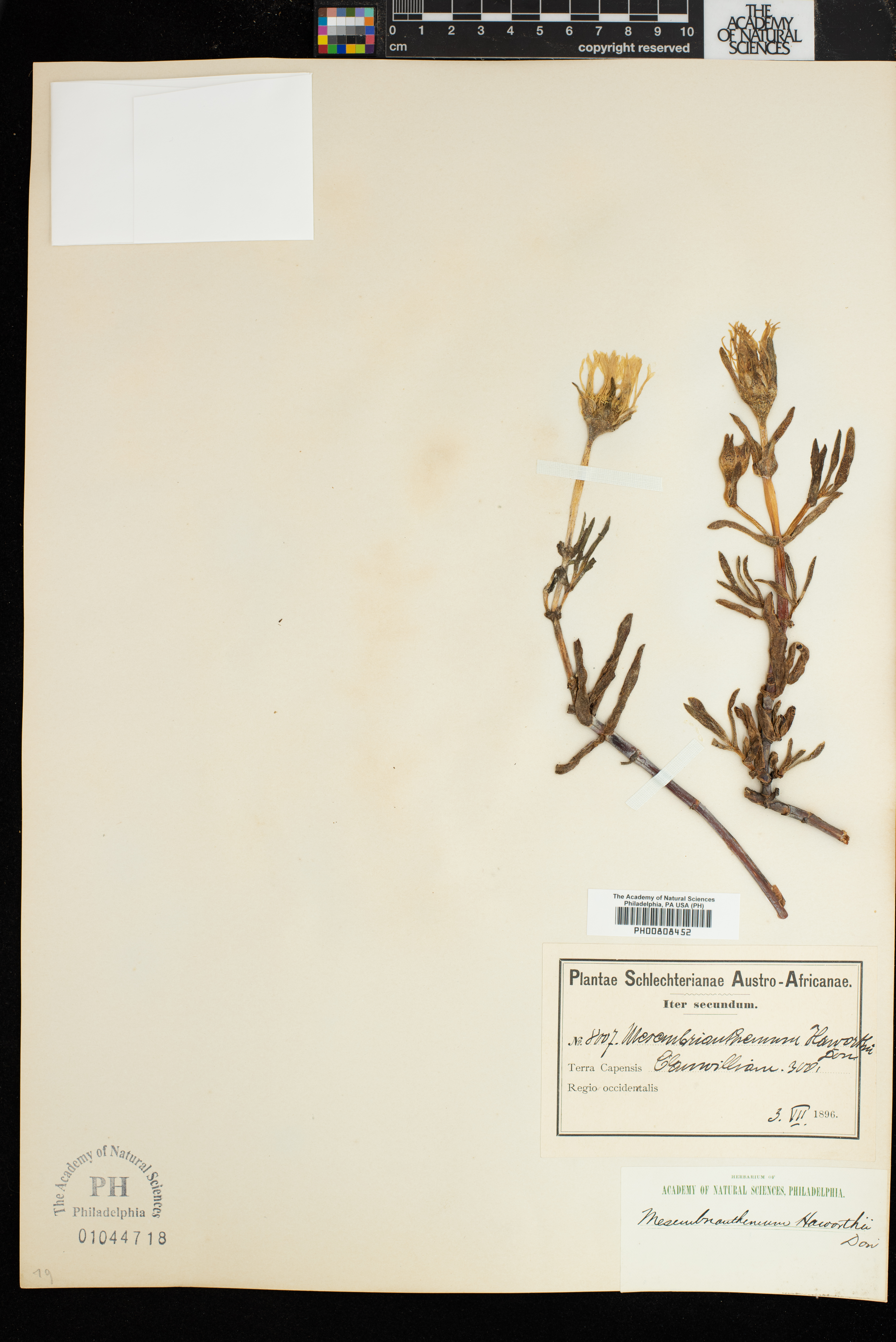 Lampranthus haworthii image