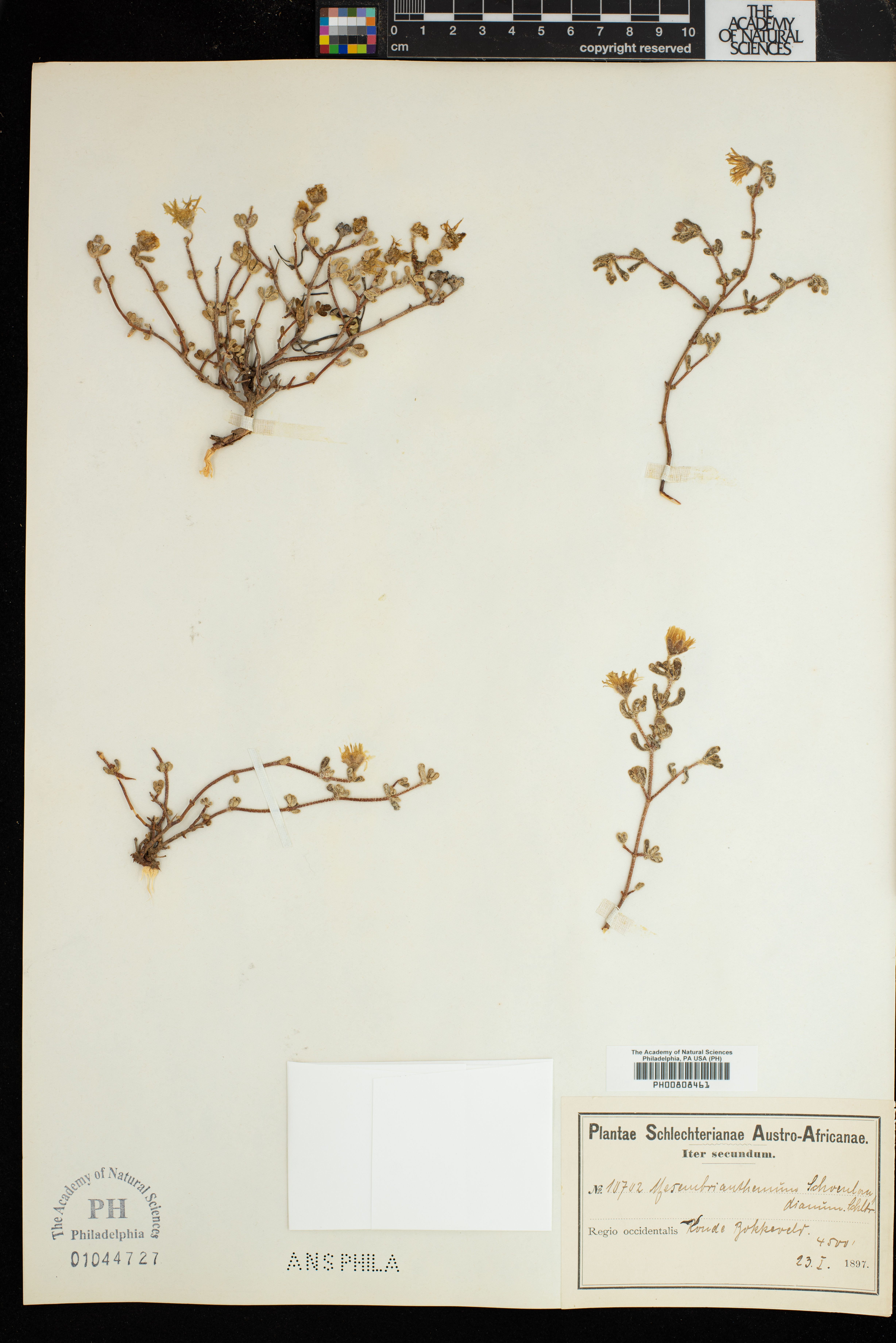 Drosanthemum schoenlandianum image