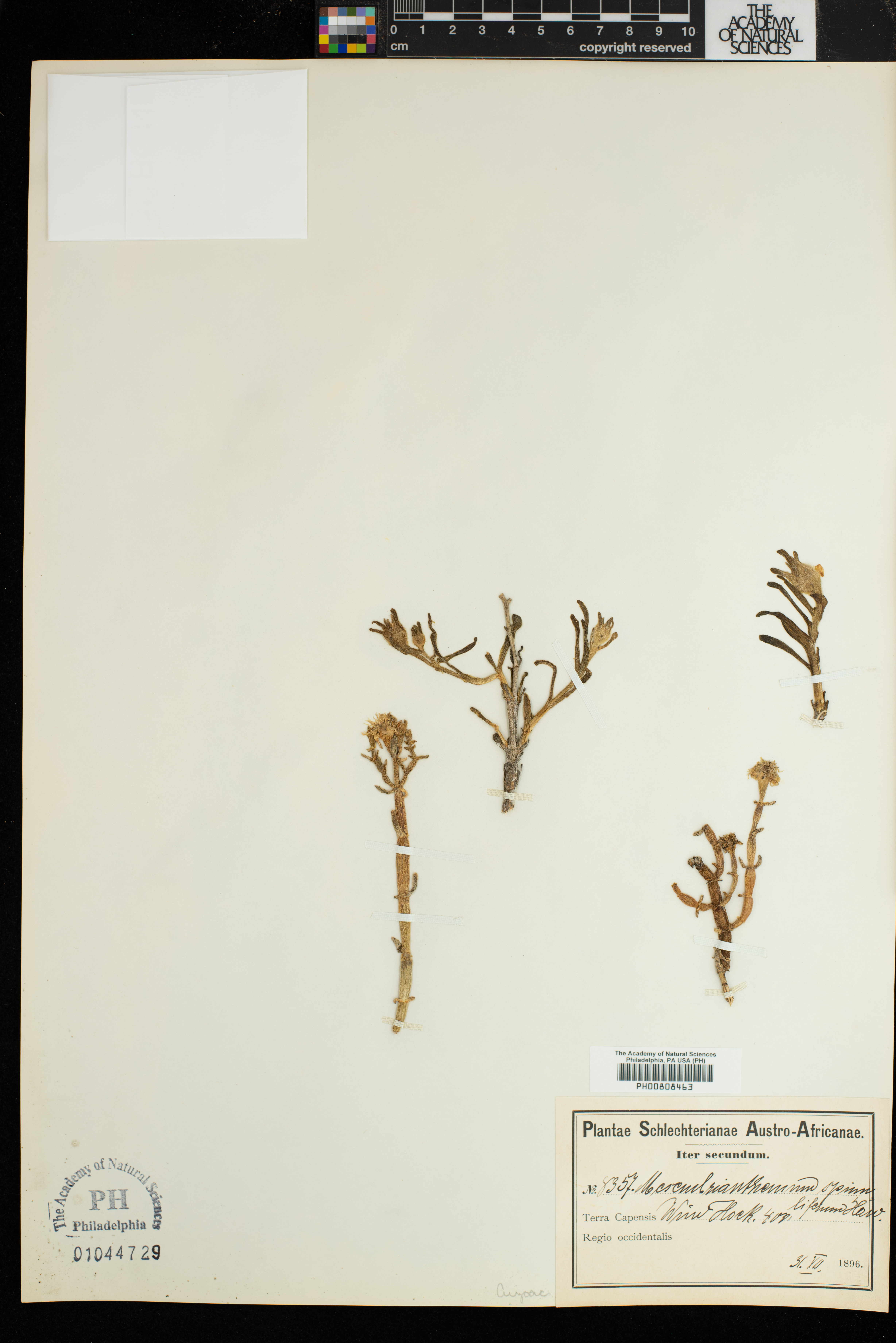Mesembryanthemum image