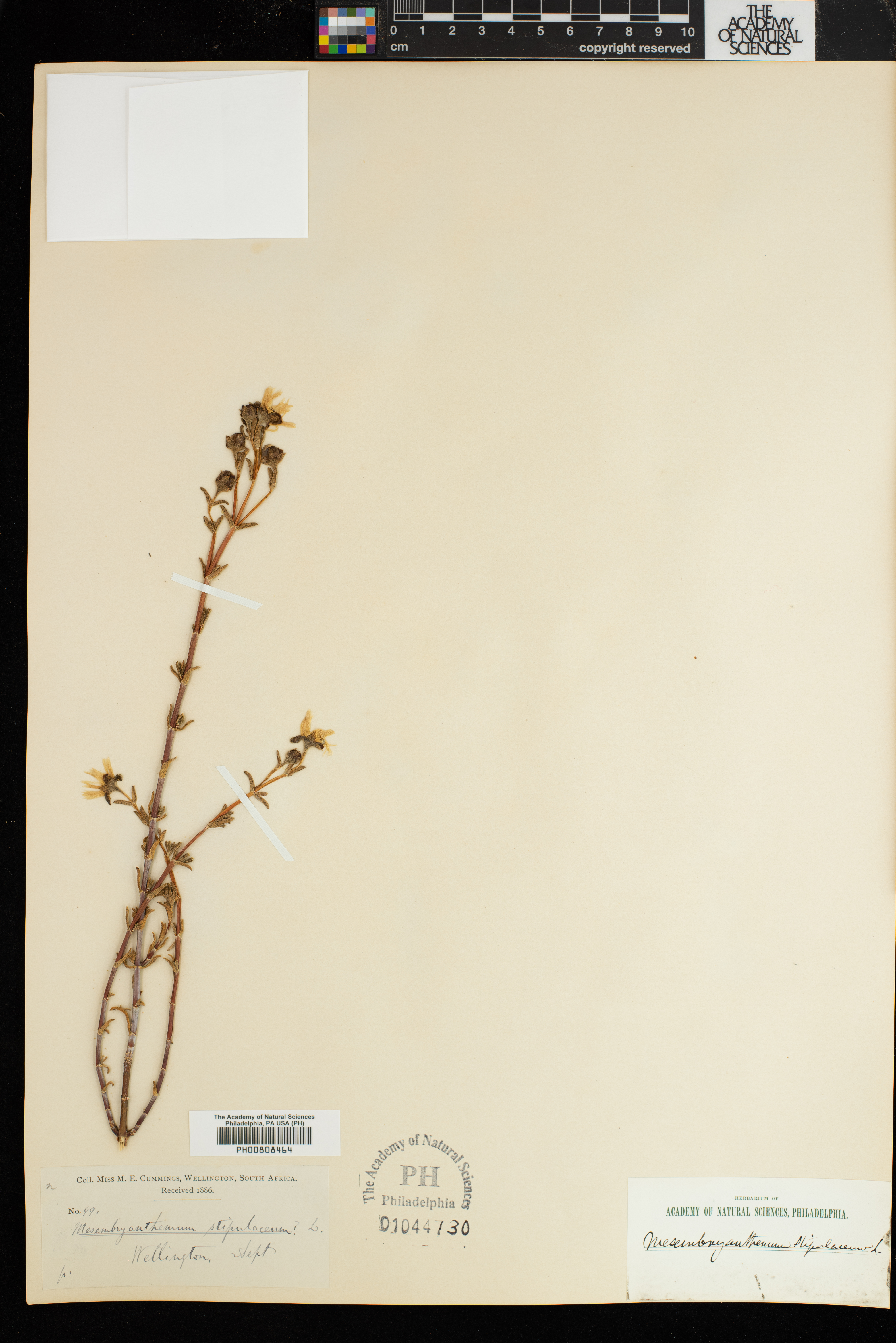 Aizoaceae image