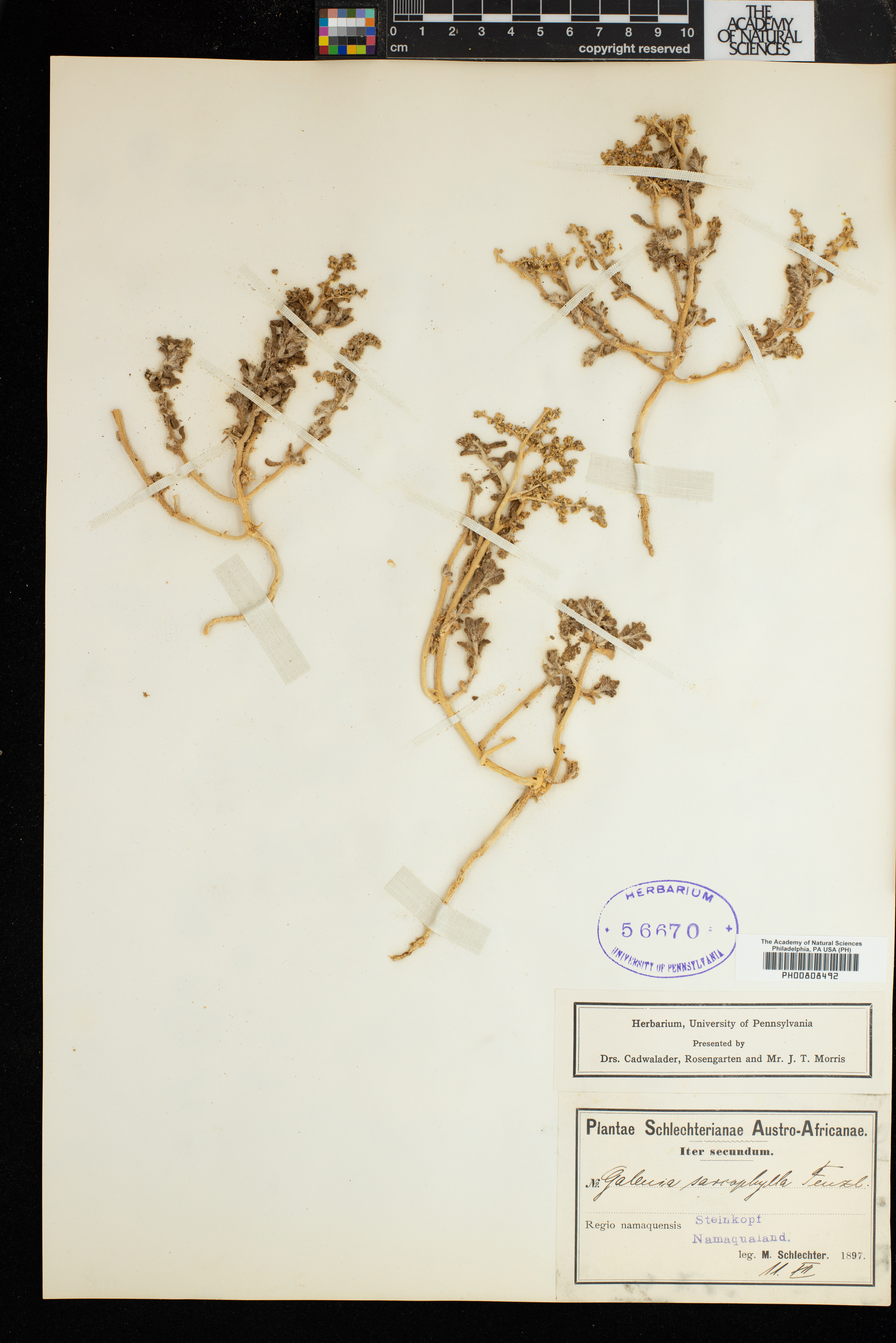 Aizoon sarcophyllum image