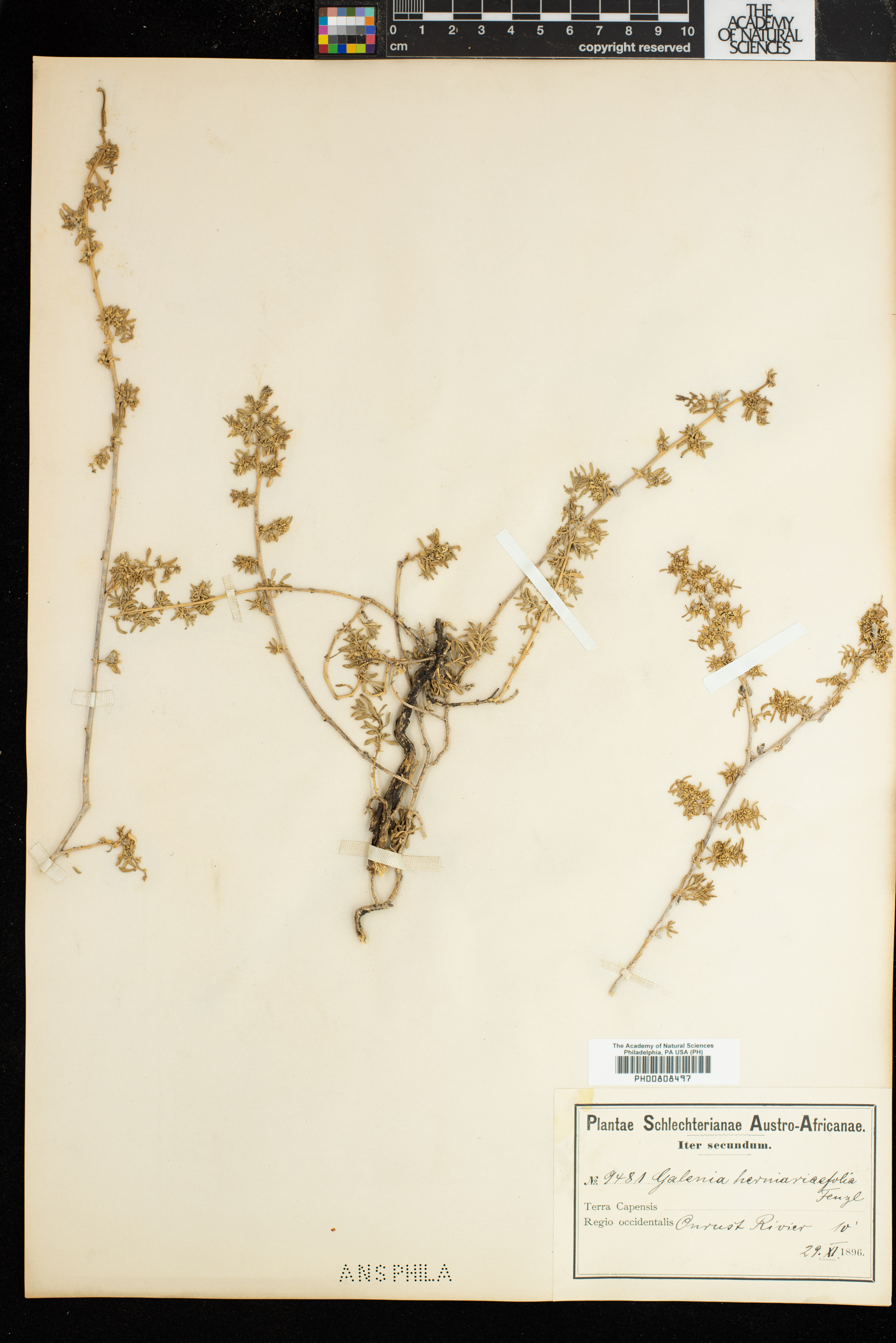 Aizoon herniariifolium image