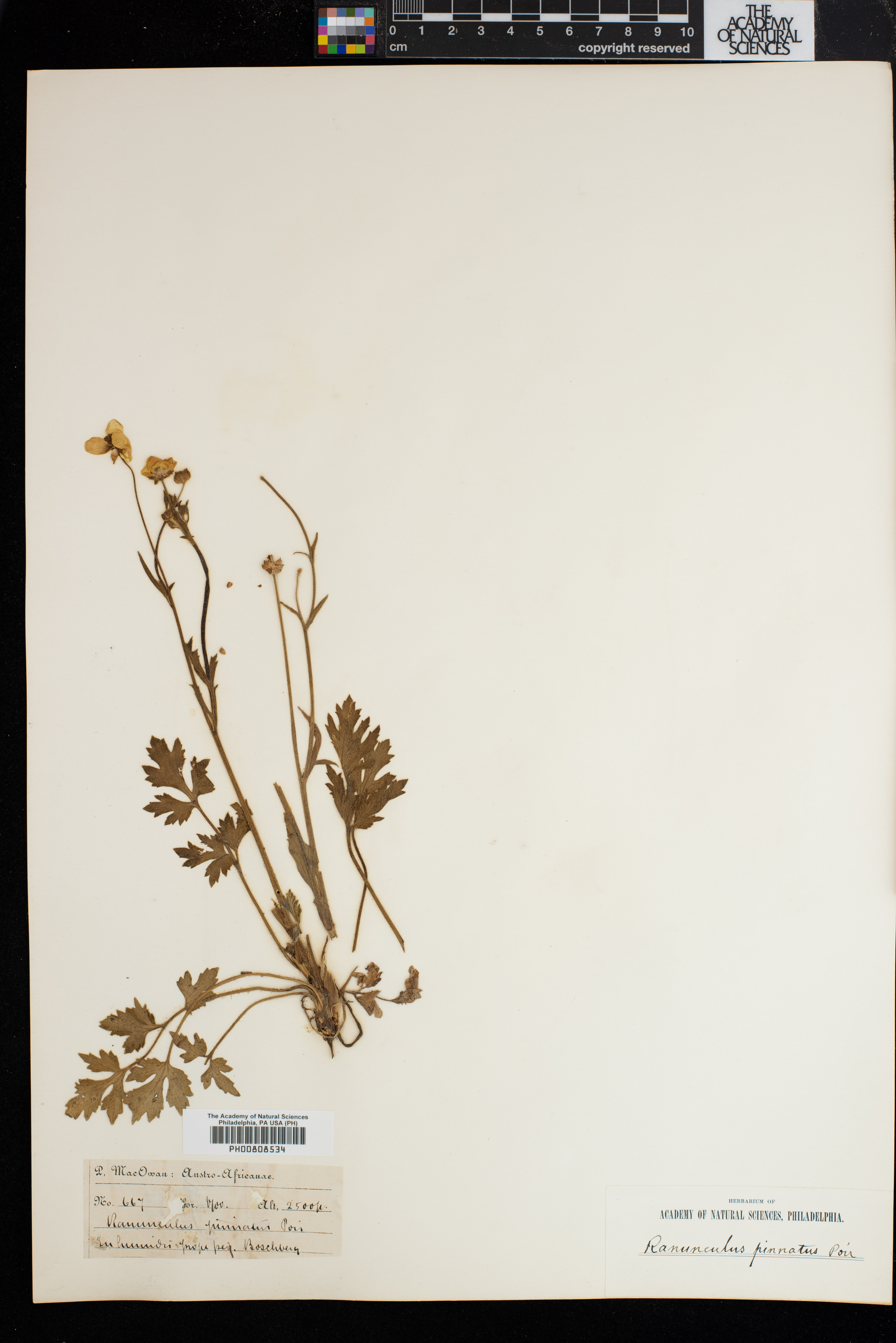 Ranunculus wallichianus image