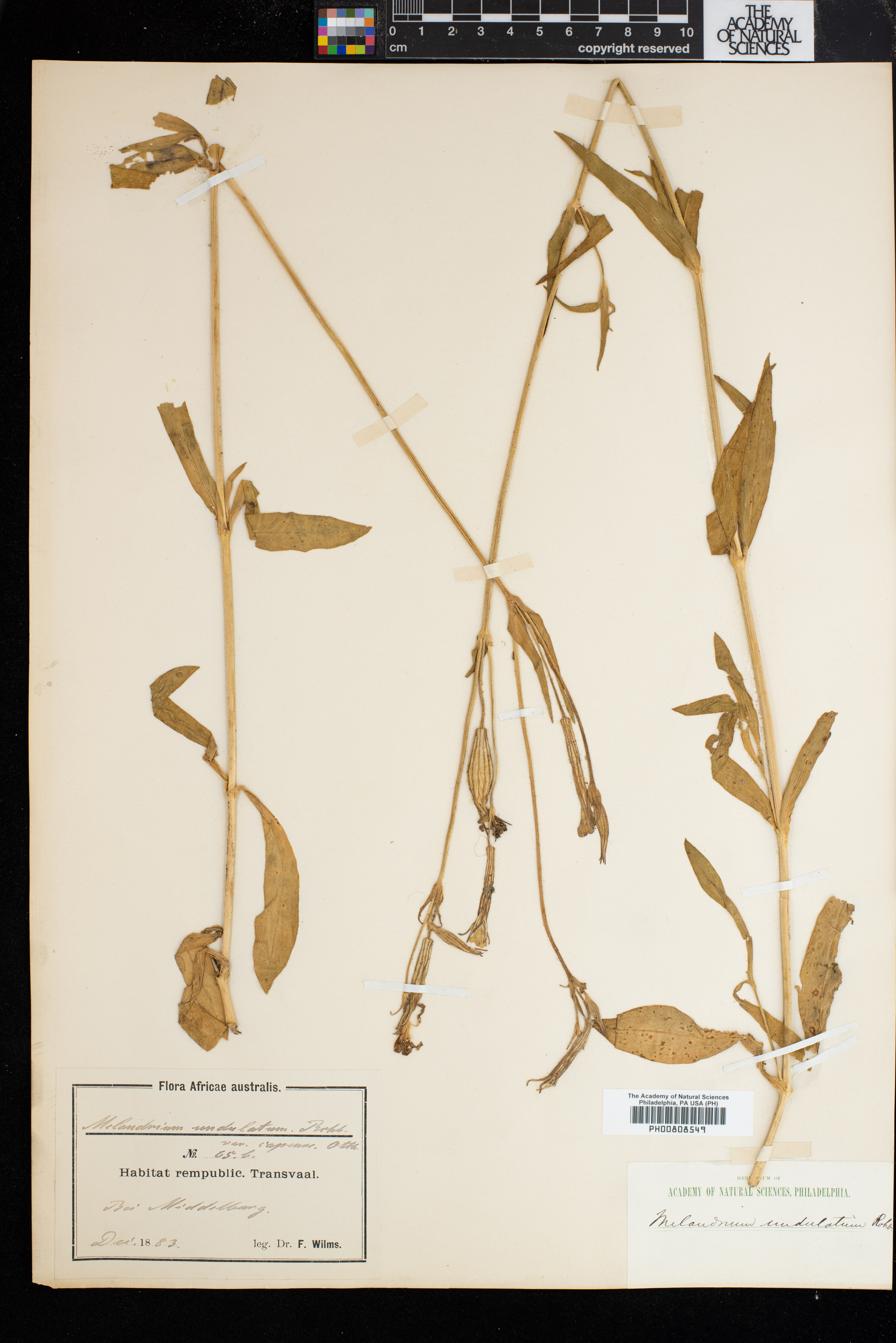 Silene undulata subsp. undulata image