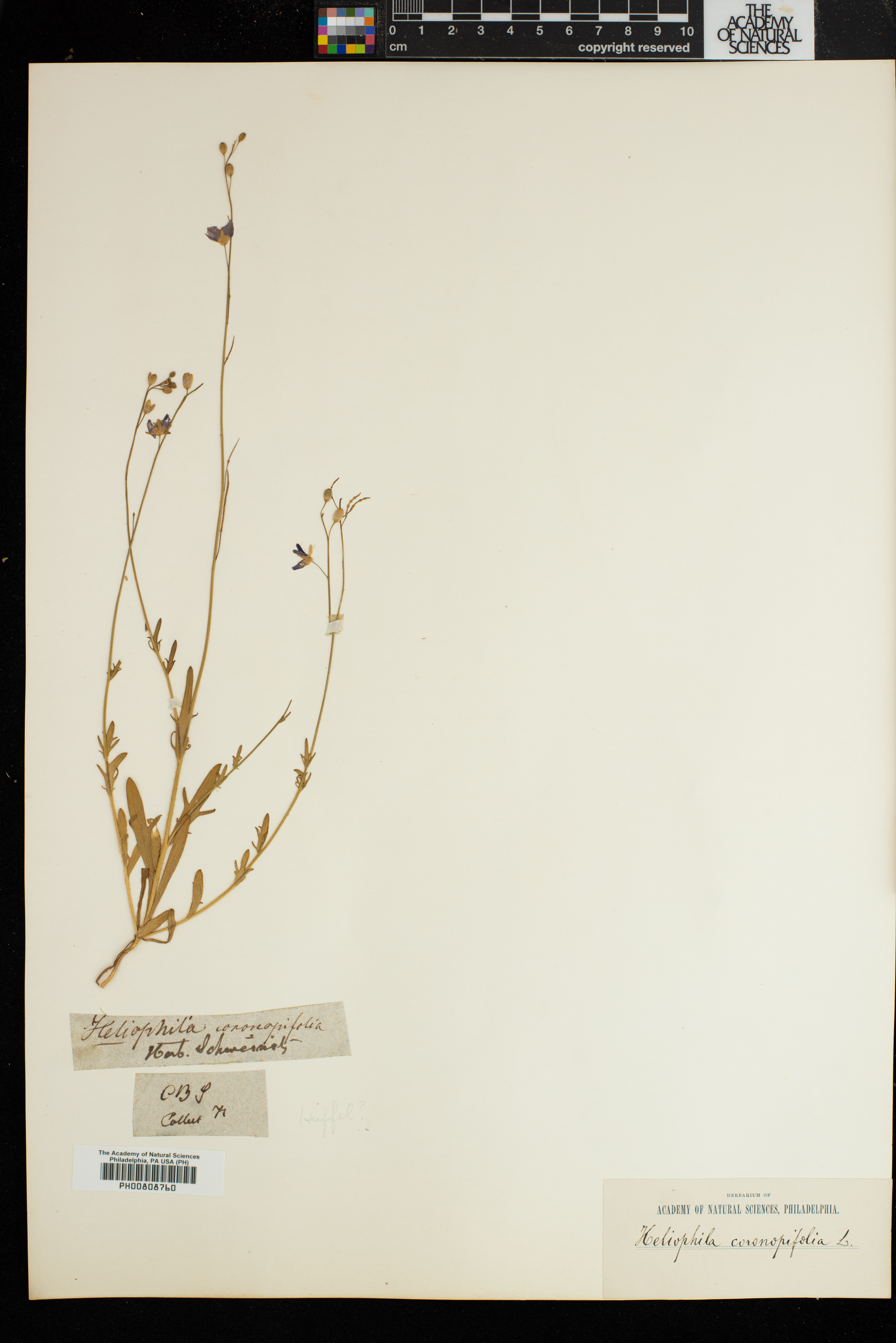 Heliophila coronopifolia image