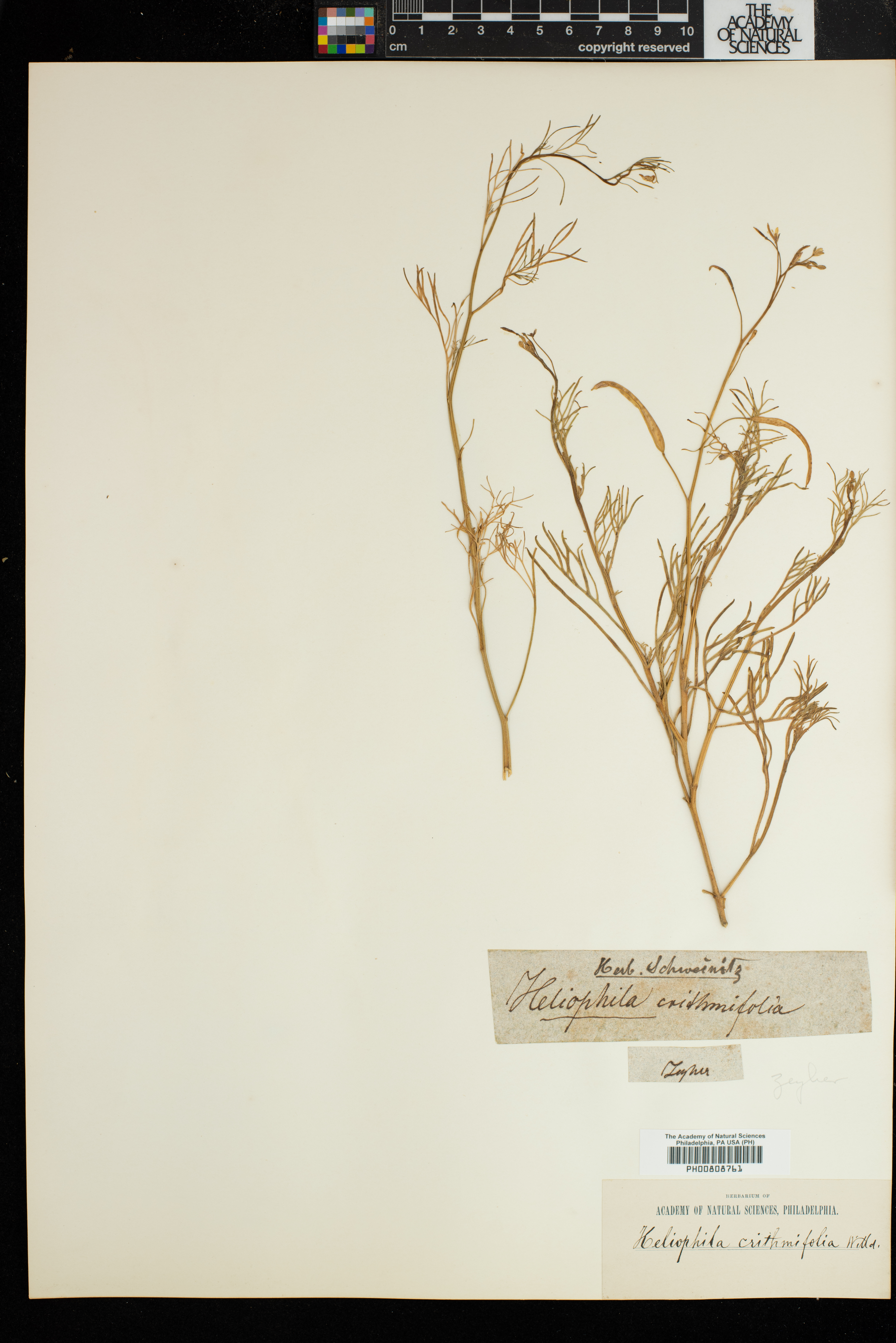 Heliophila crithmifolia image