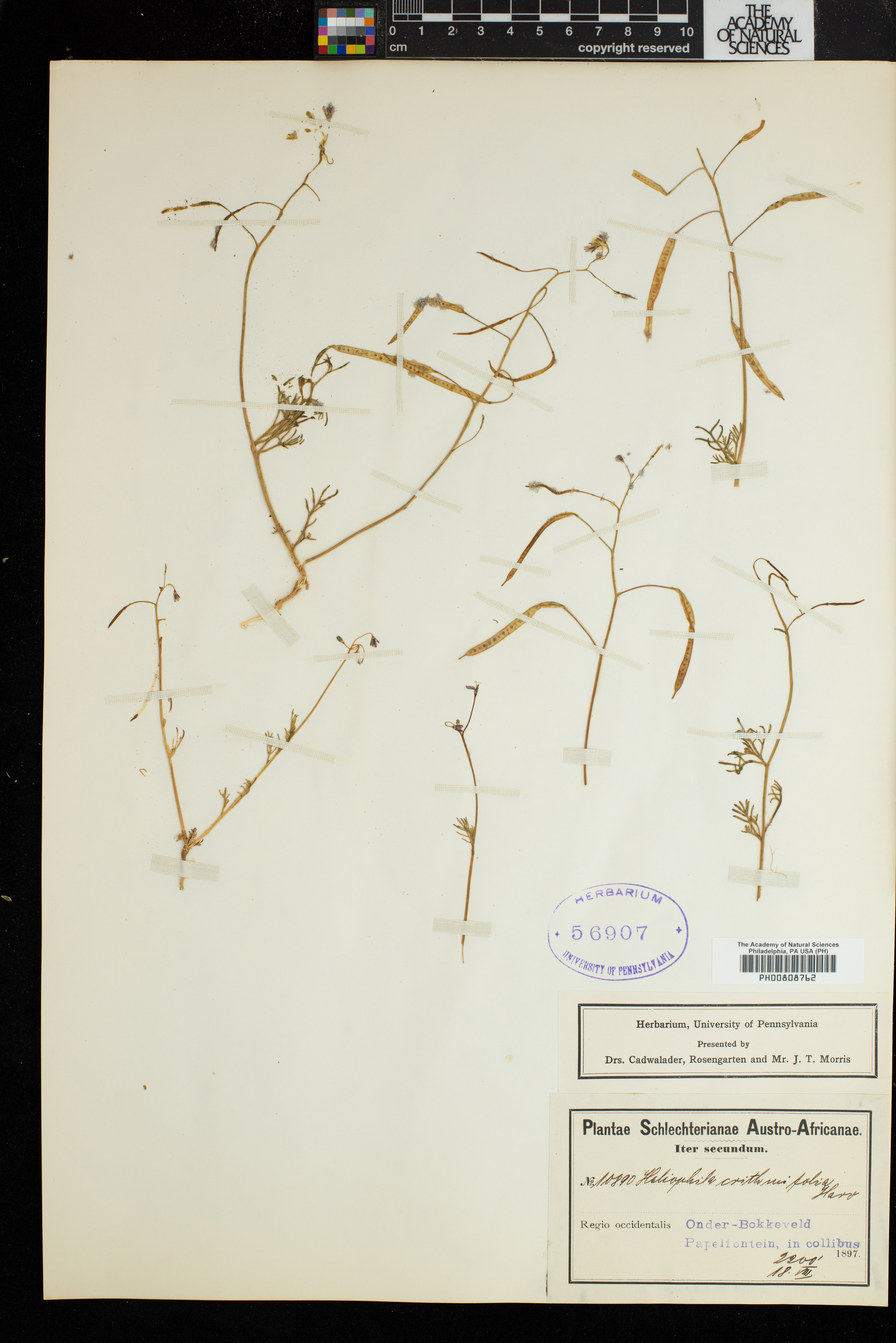 Heliophila crithmifolia image