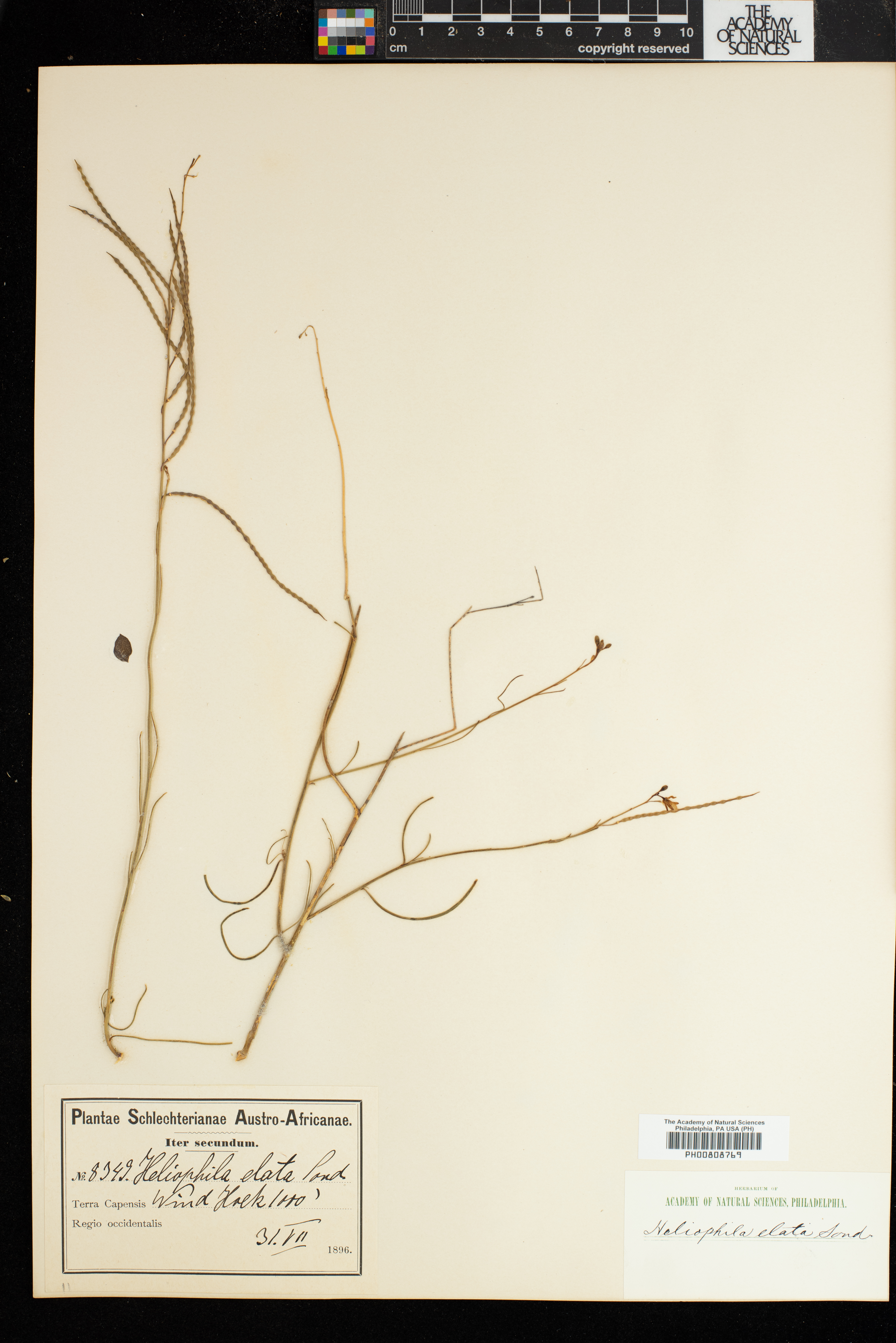 Heliophila image
