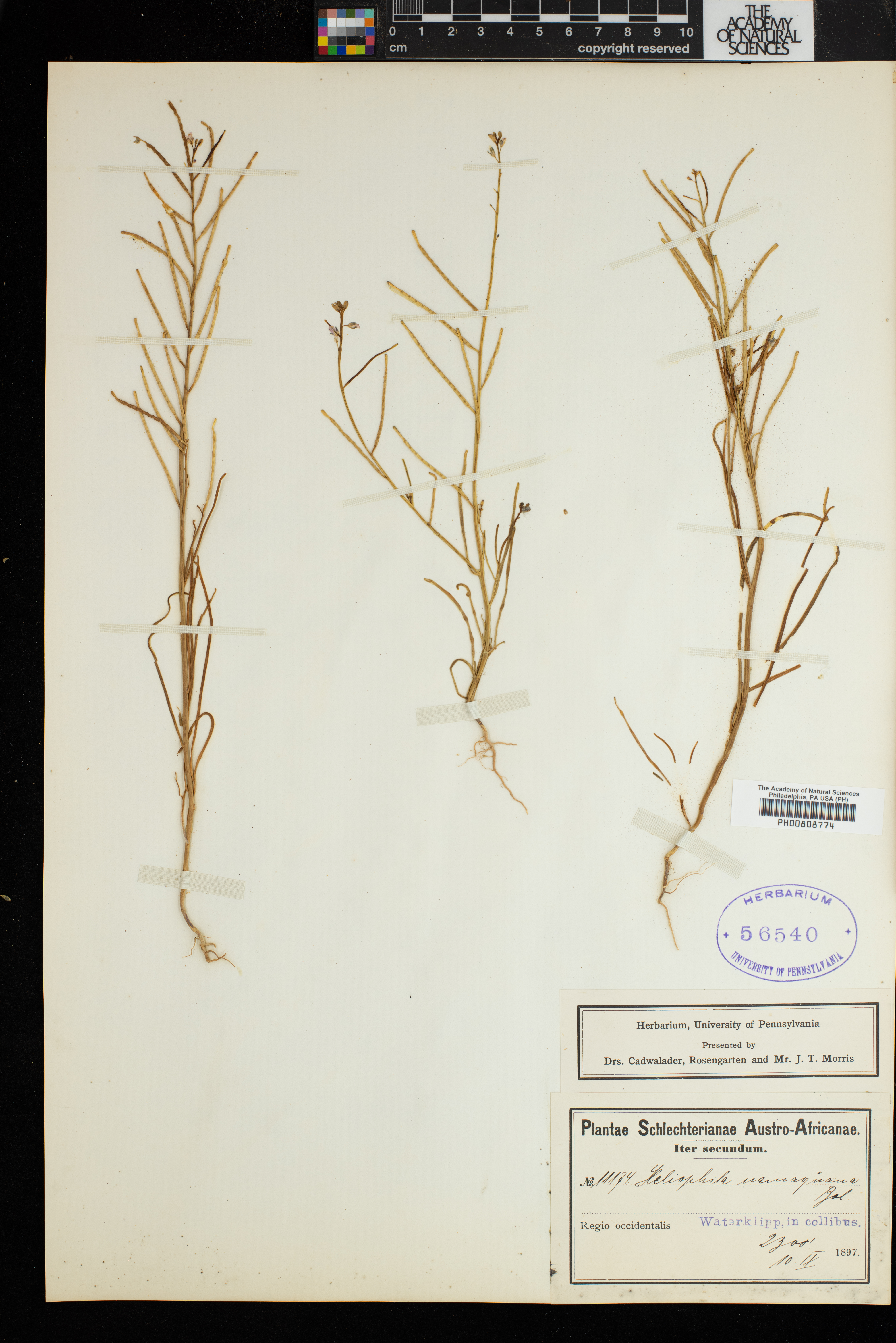 Heliophila namaquana image