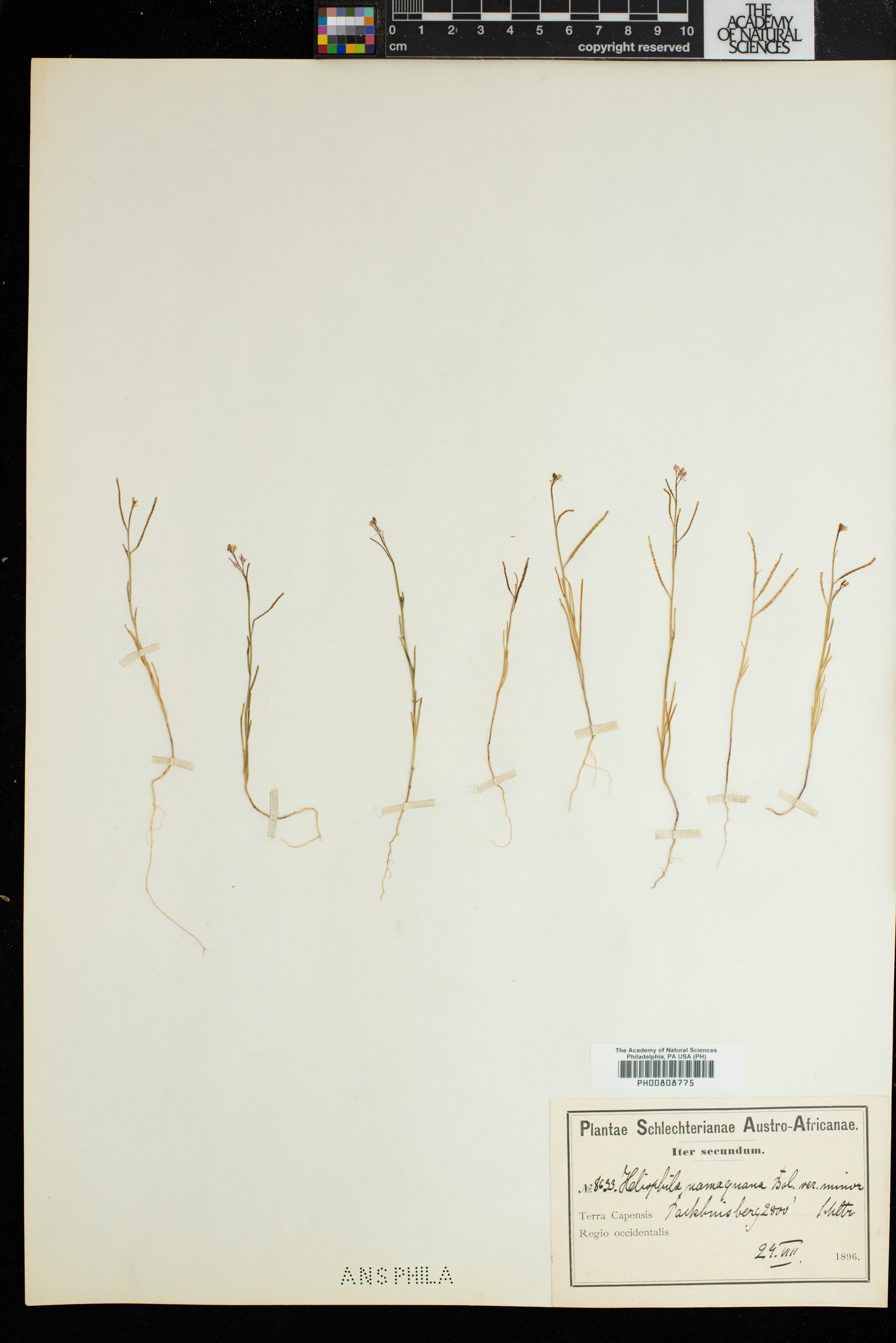 Heliophila namaquana image