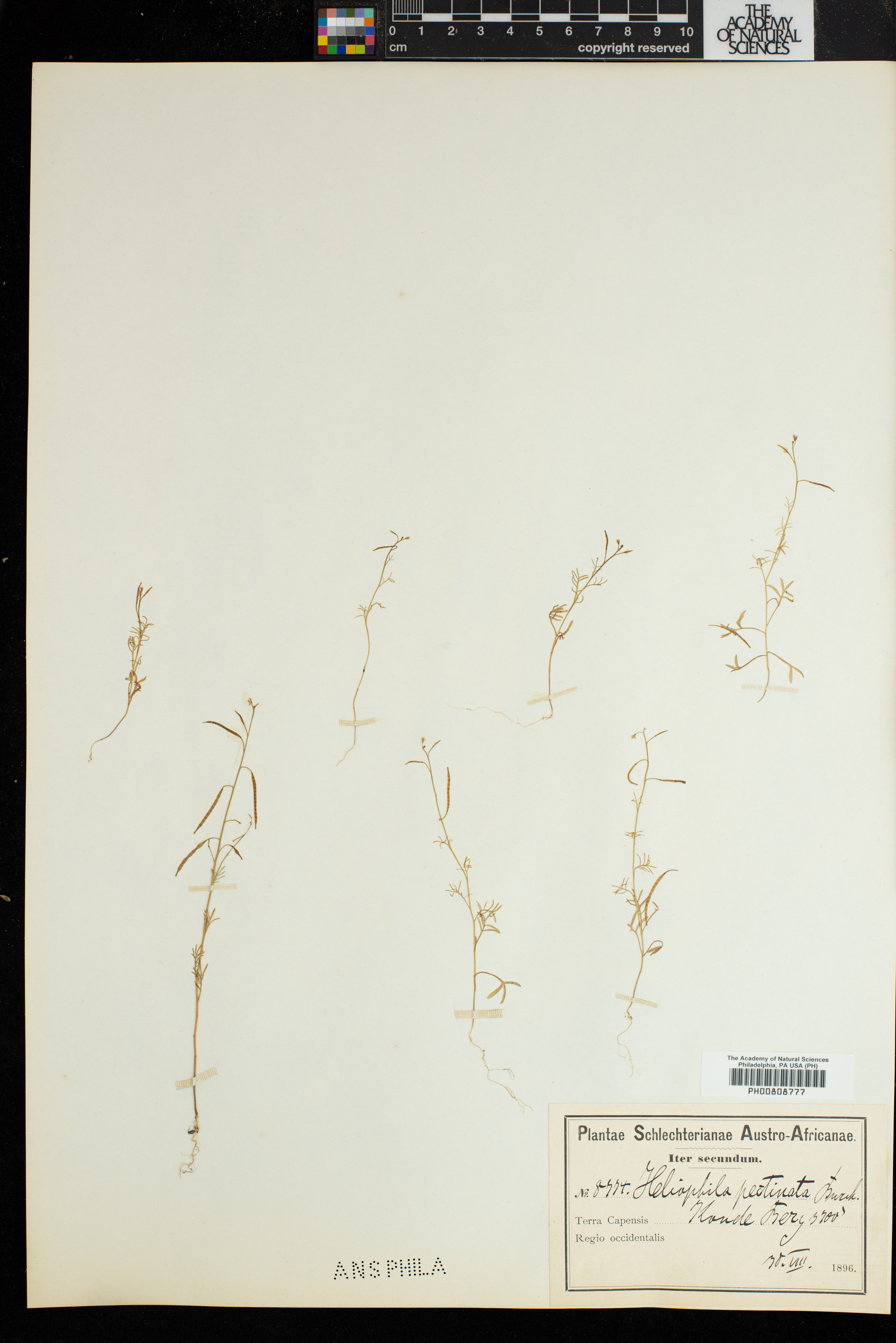 Heliophila pectinata image
